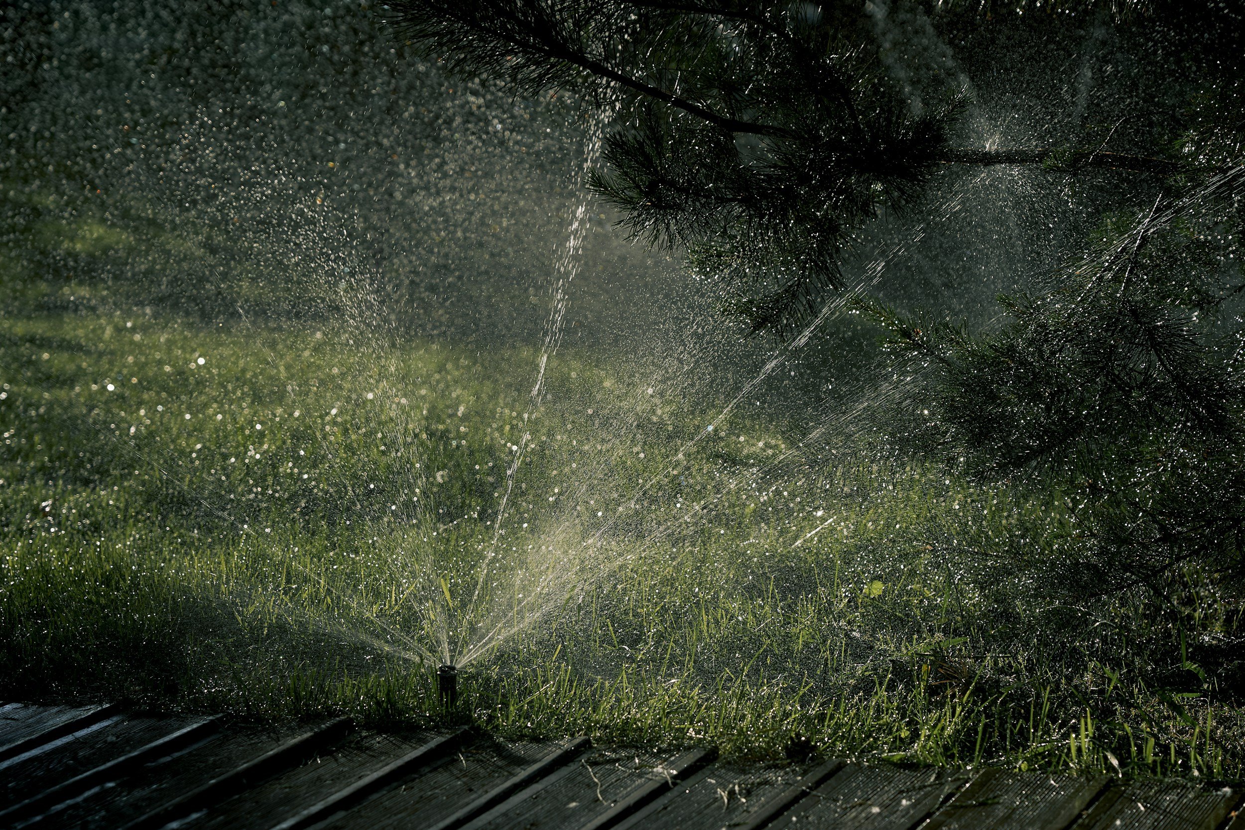 A garden sprinkler spraying water on grass and plants on a sunny day.