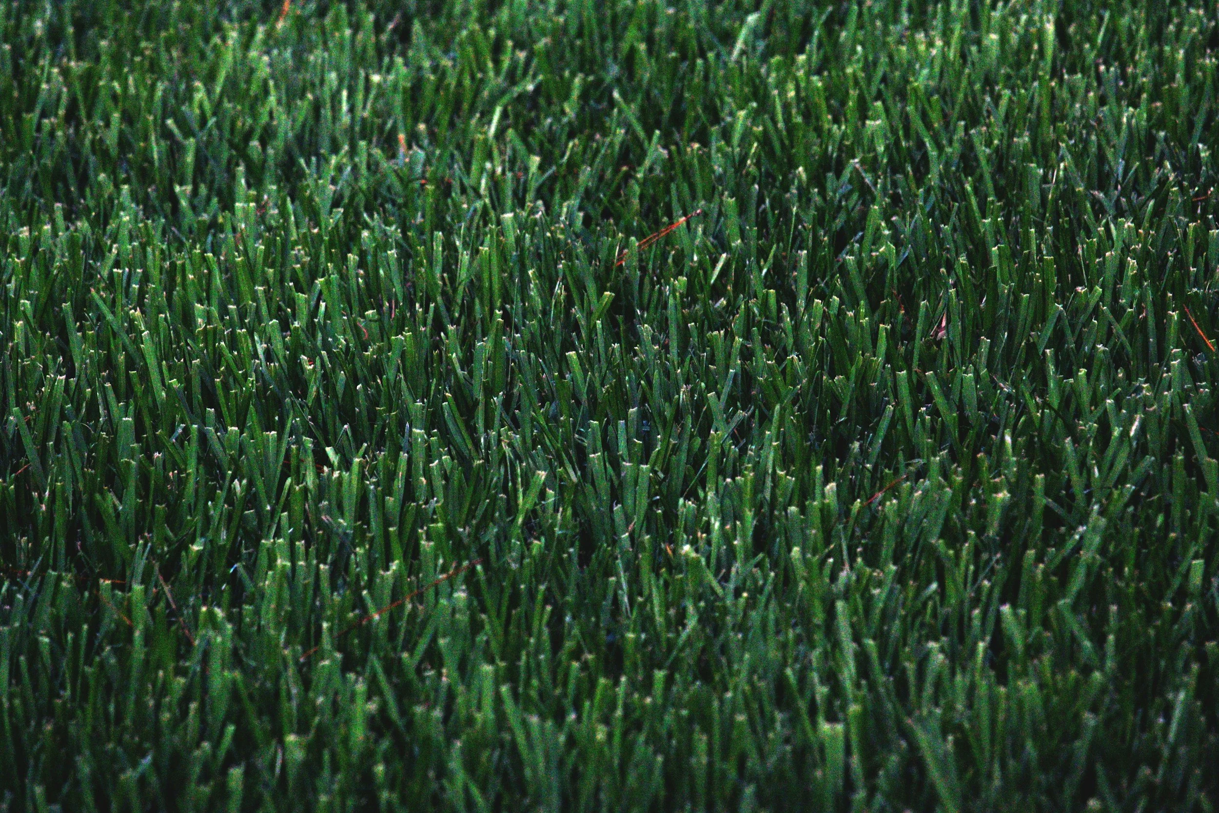 Close-up of green grass blades in a field.