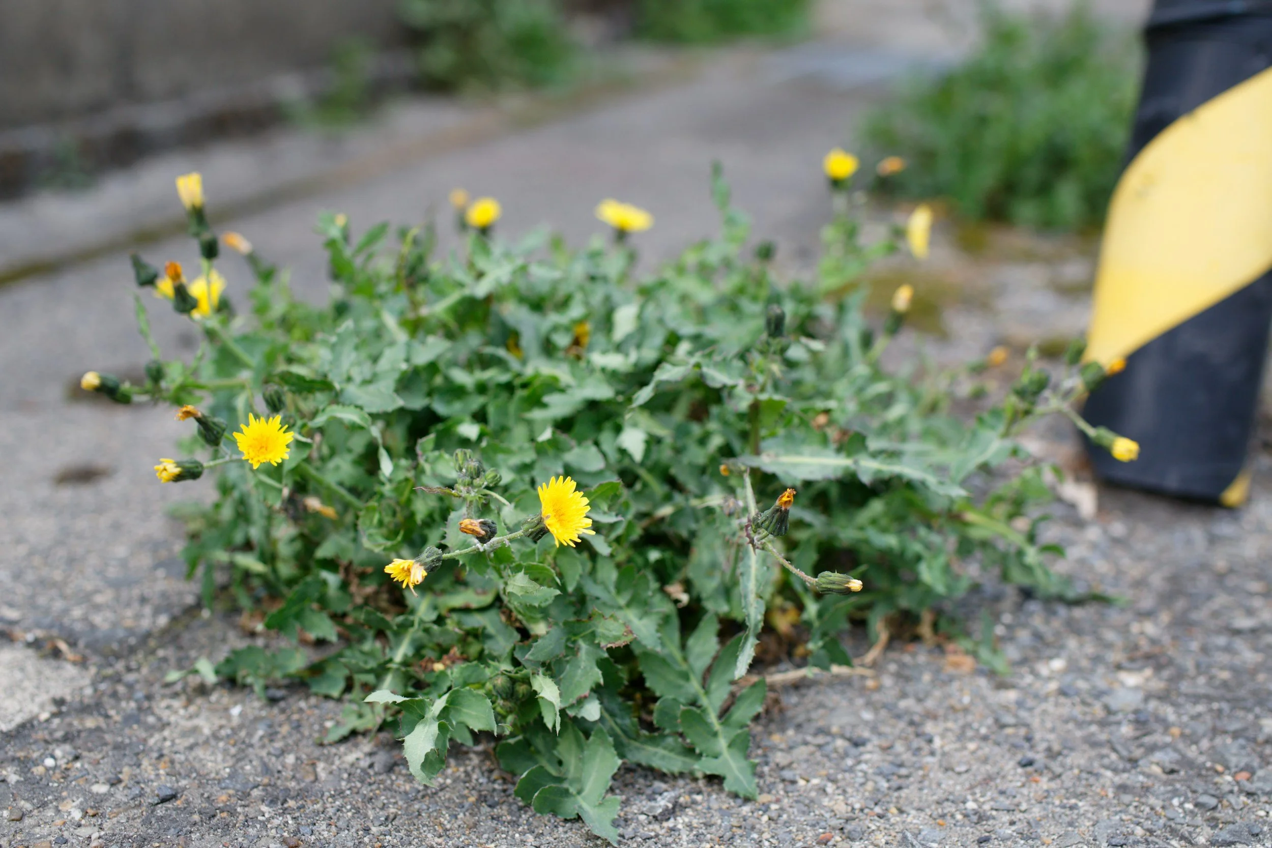 A yellow flowering plant with green, spiky leaves growing in the ground, with a blurred background and partially visible yellow and black object on the right.
