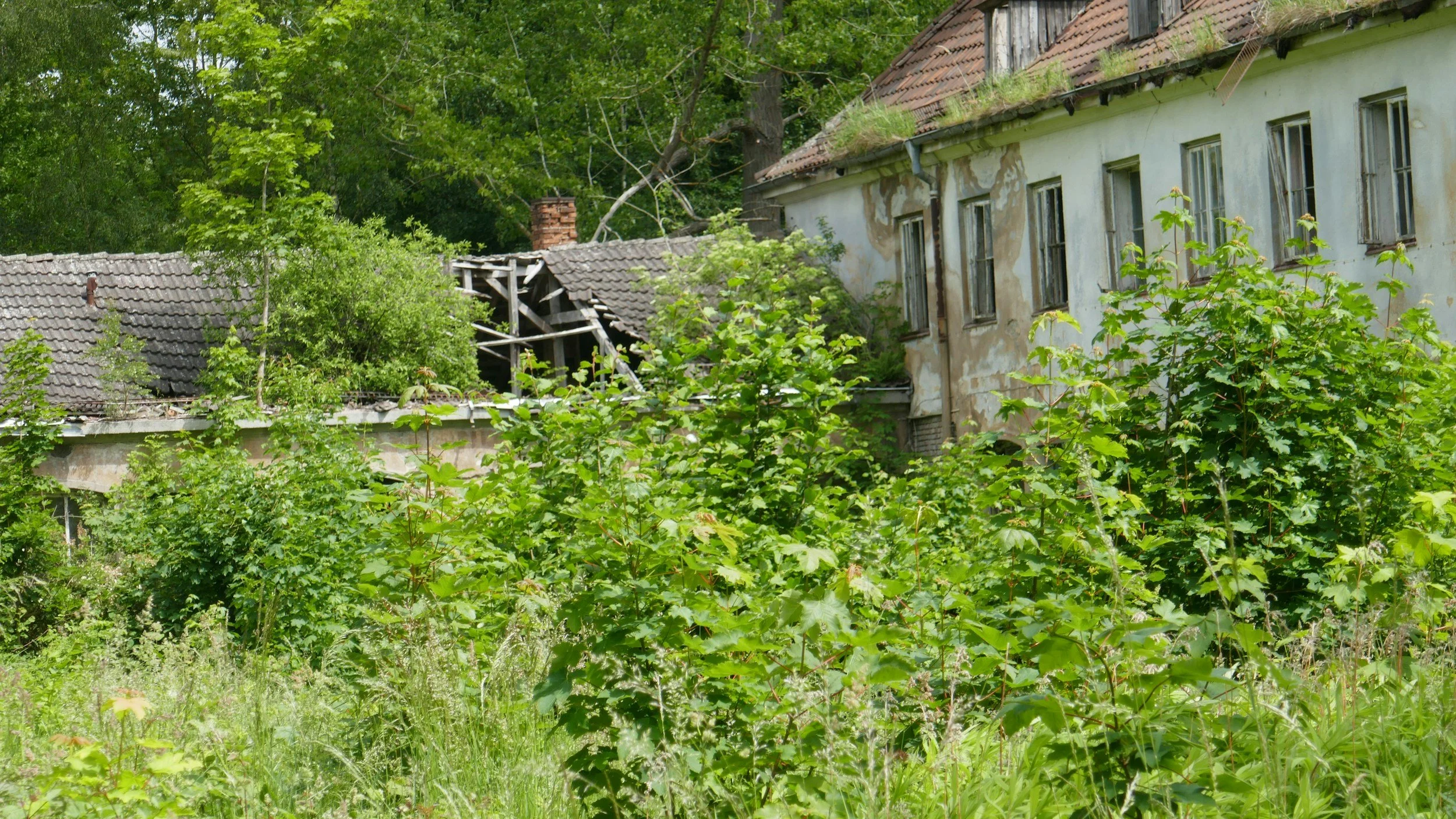 Overgrown abandoned building with broken windows, surrounded by dense greenery and trees.