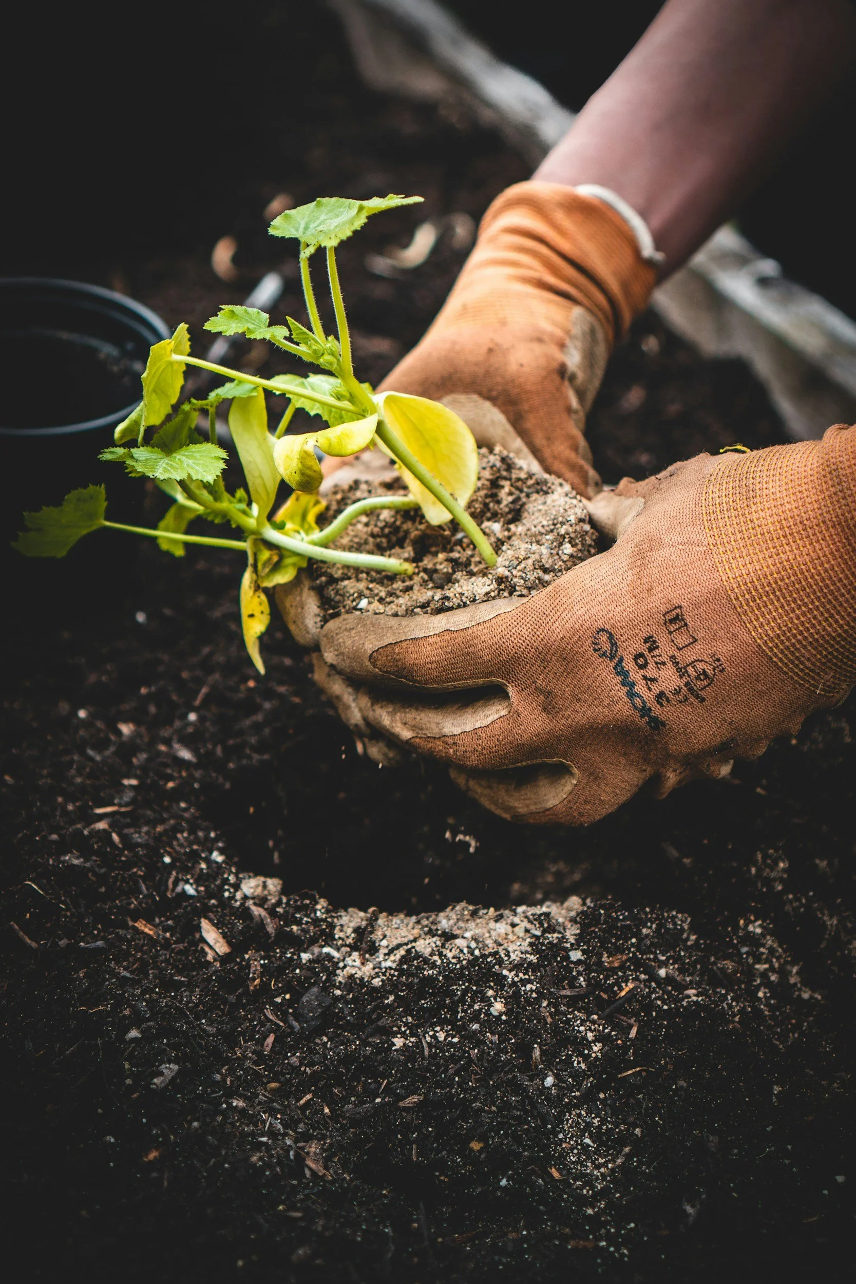 Hands in orange gardening gloves planting a small green seedling into dark soil.