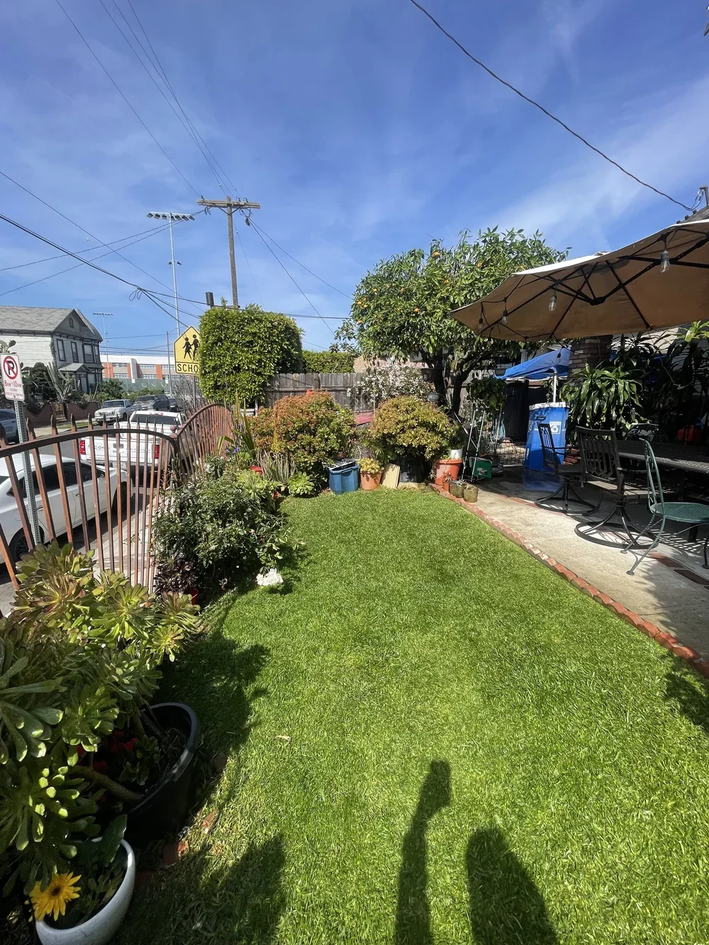 ORANGE TREE PRUNING IN LOS ANGELES