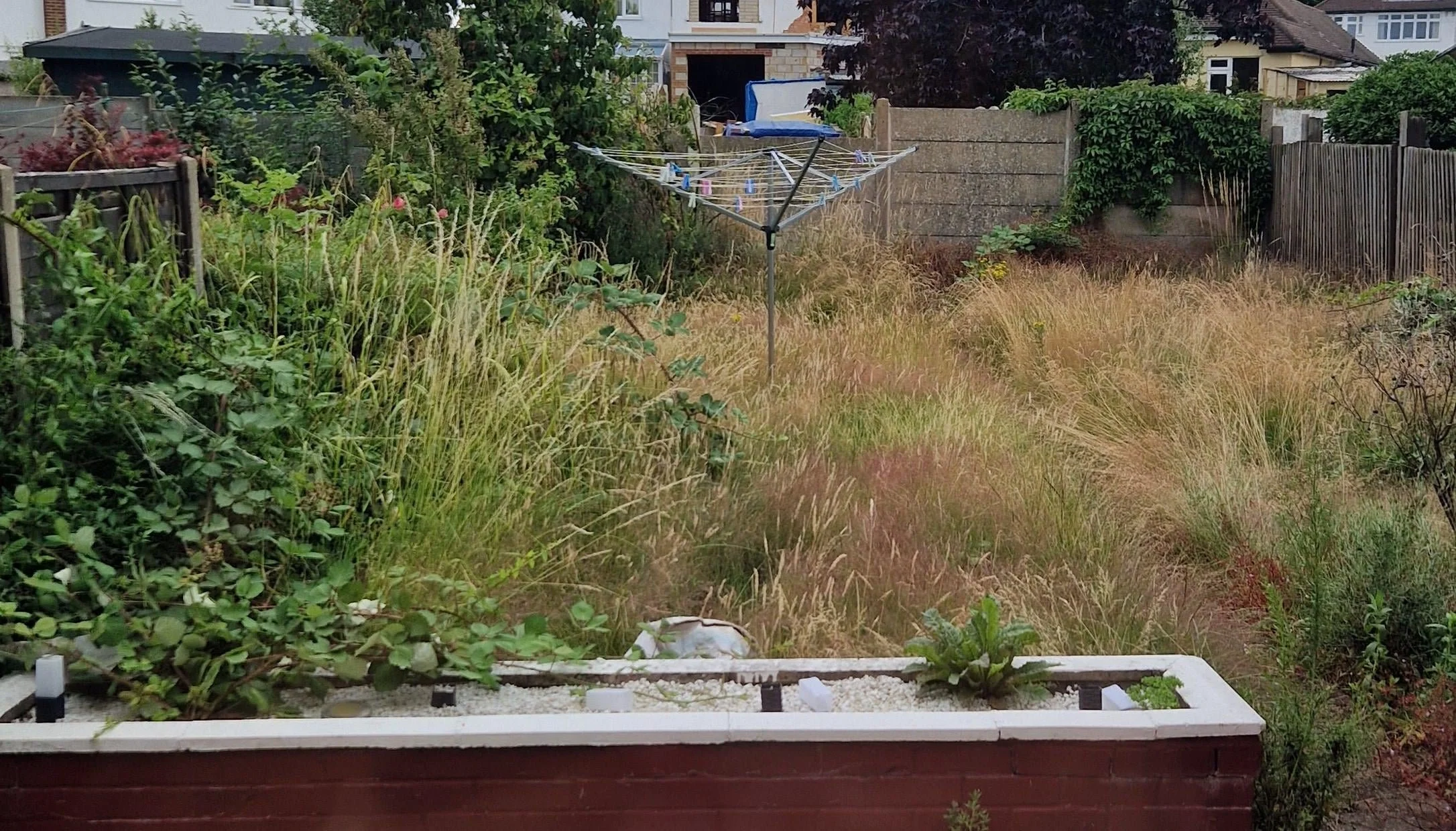 Overgrown backyard with tall grass, weeds, and plants, a rotary clothesline in the center, and neighboring houses in the background.