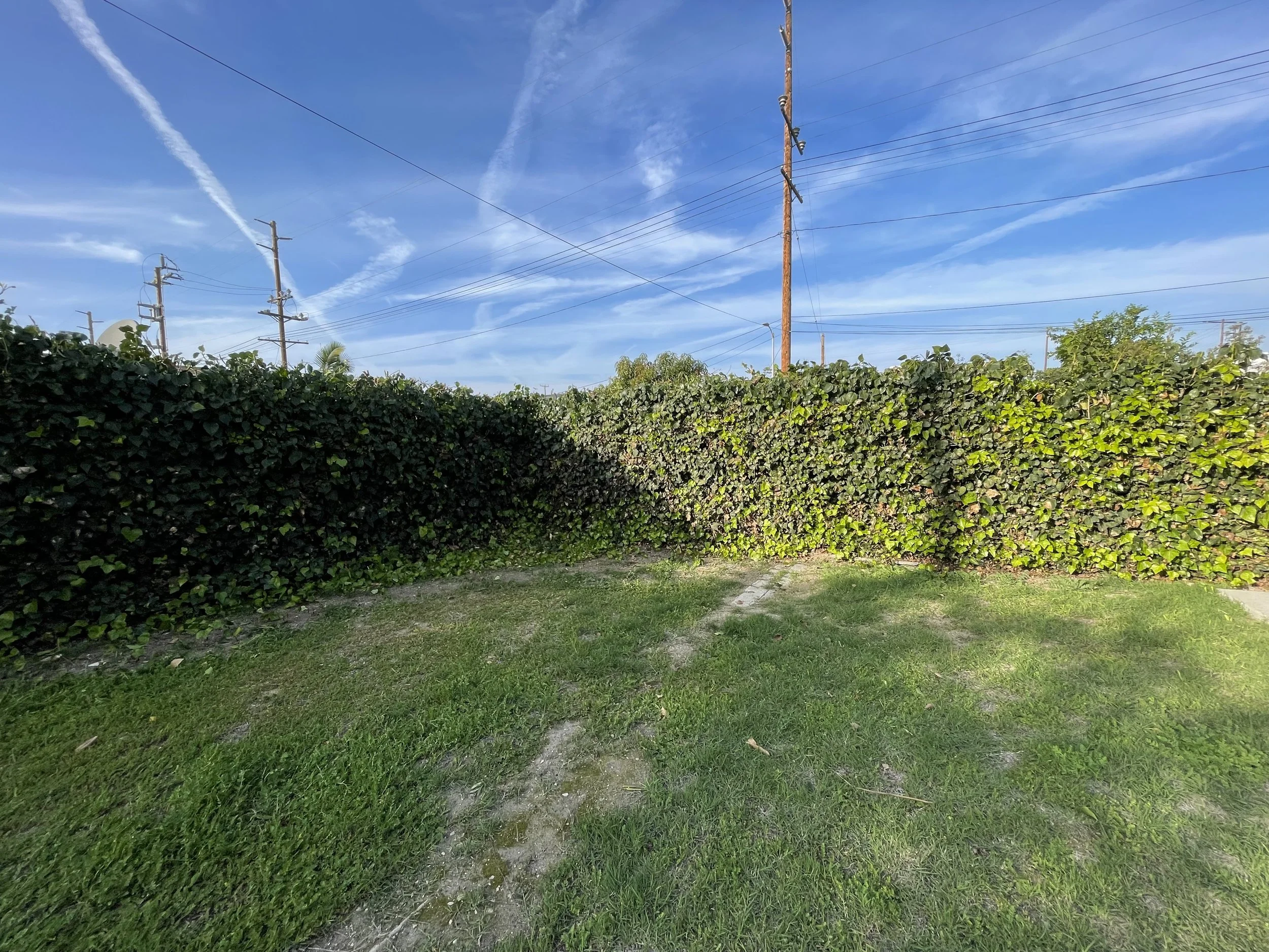 HEDGE TRIMMING