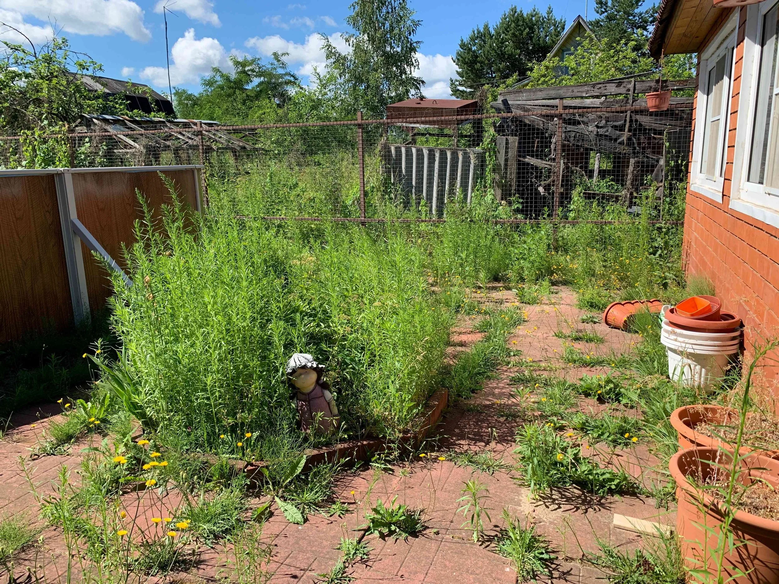 Overgrown backyard with weeds, plants, a brick house with white-framed windows on the right, a wooden garden fence, and various gardening pots on the ground. The sky is blue with some clouds.