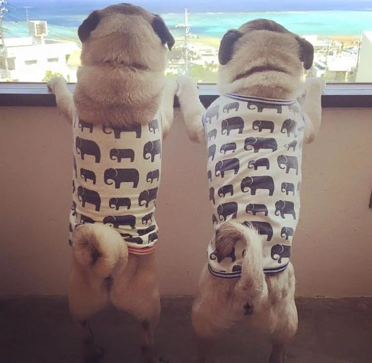 Get A Hobby, Like Pug Lovin
