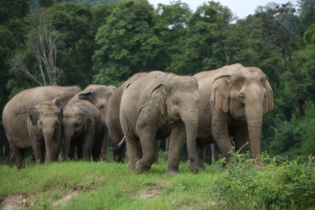 S2:E11 Elephant Nature Park