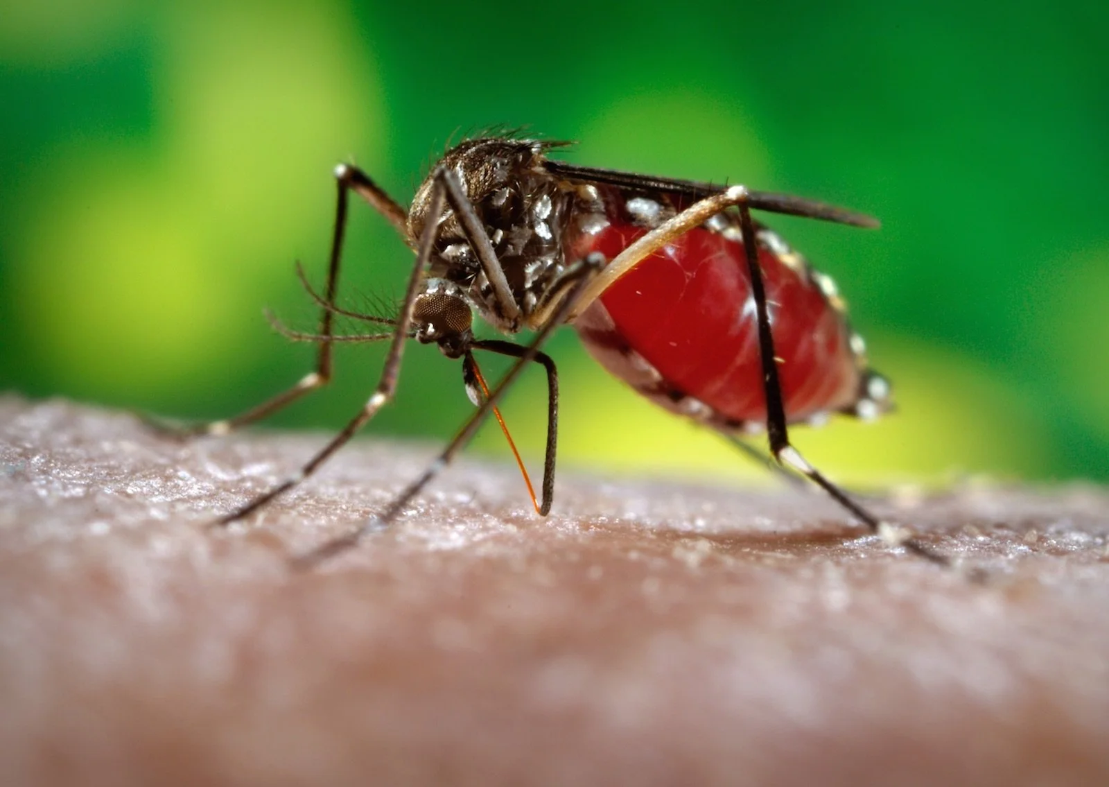 Dengue: A Short Primer