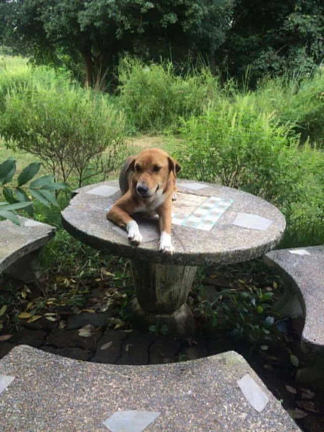 The Dog Days of Thailand