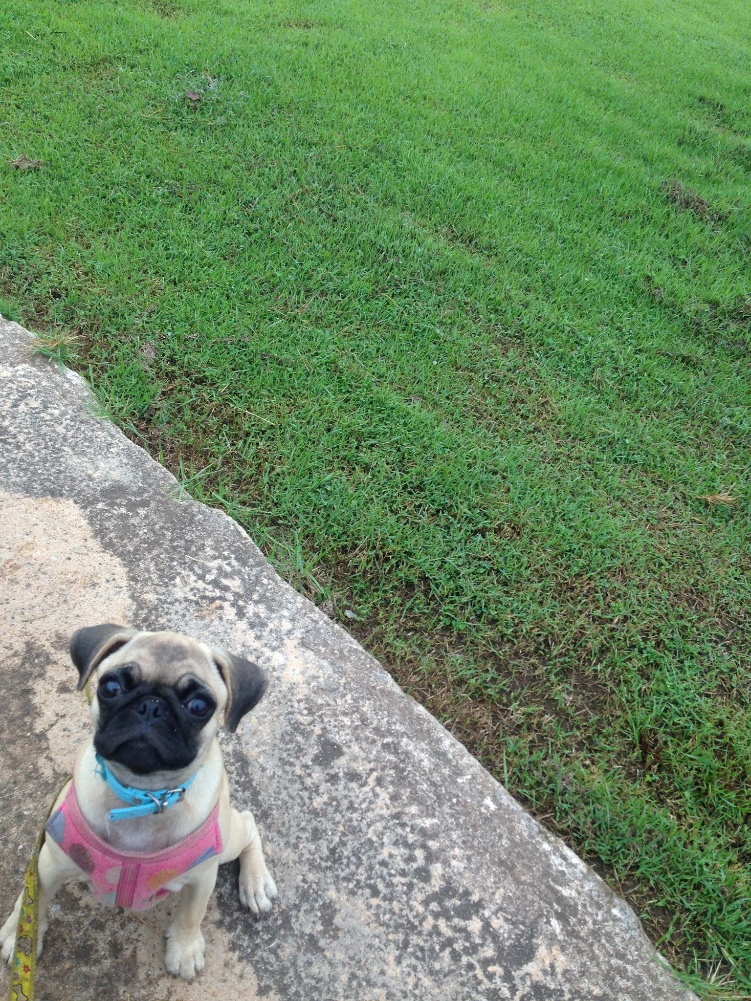 Road to Khon Kaen: Dealing with Motivational Stray Dogs