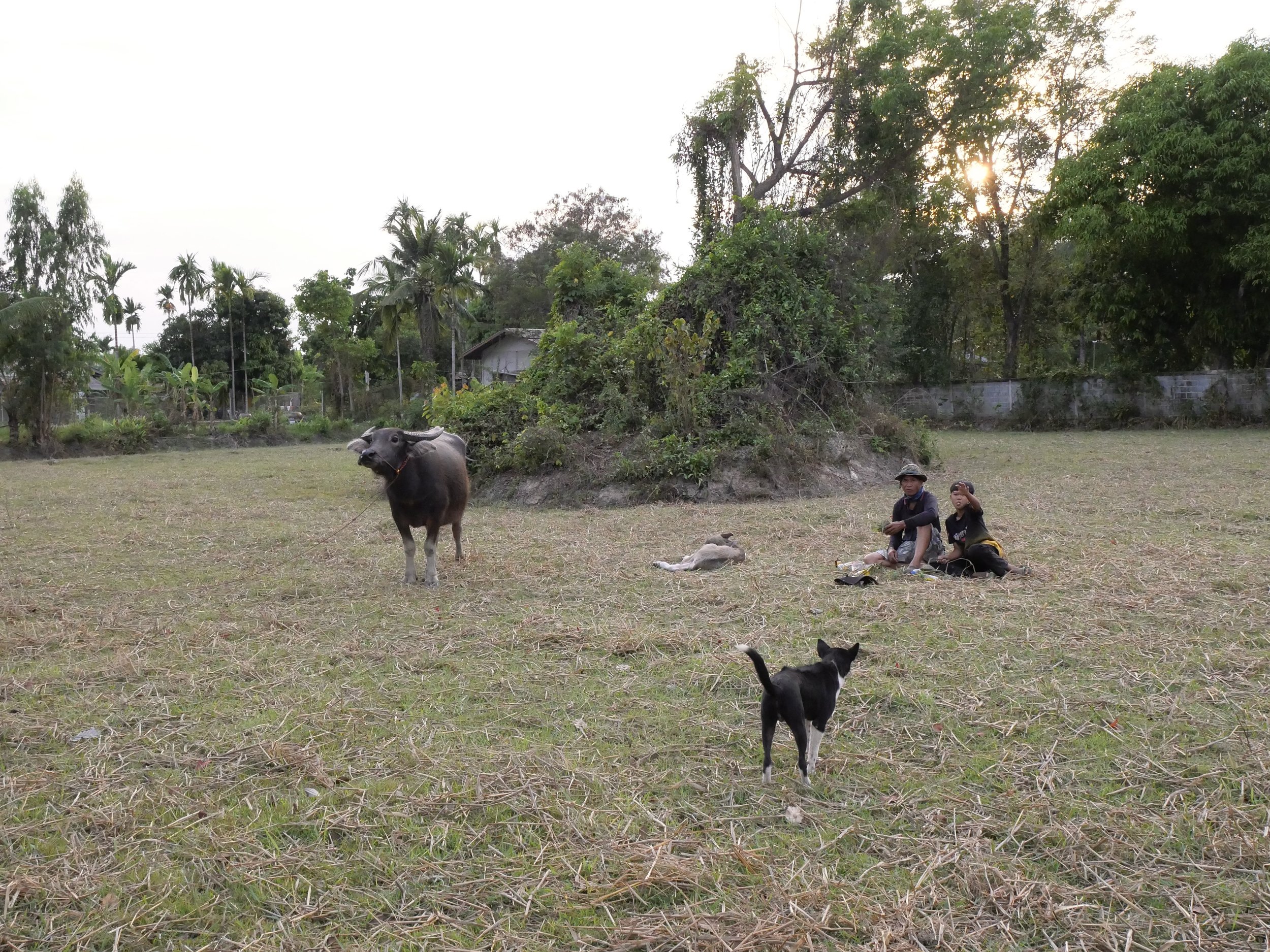 Baby buffalo  - Ella Spear.jpg