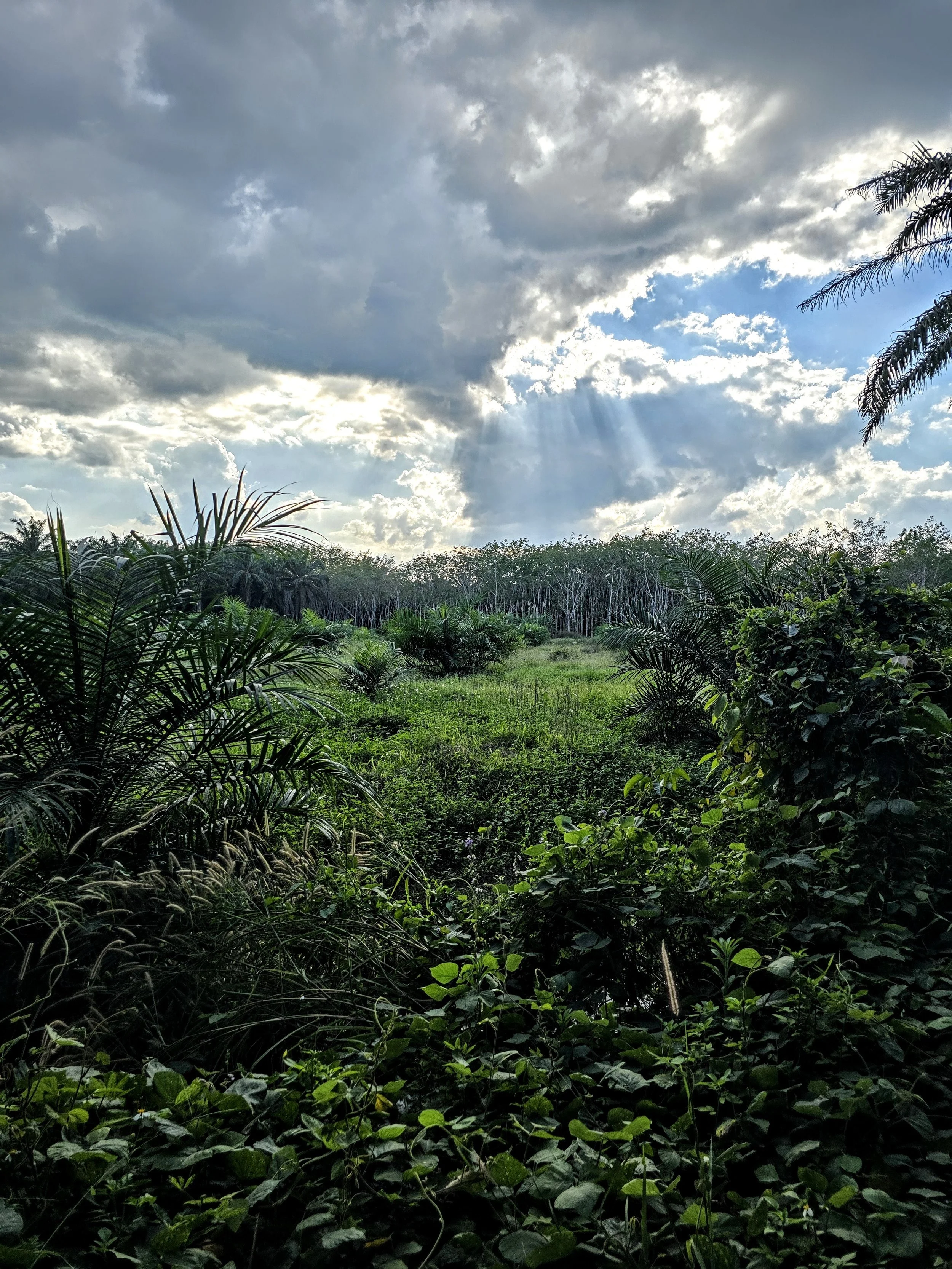 PRP2 - Tal Carmel.jpg