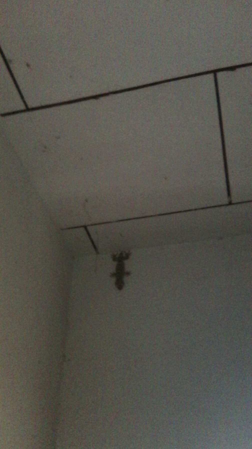 Ode to Rocky: A Tukay House Gecko