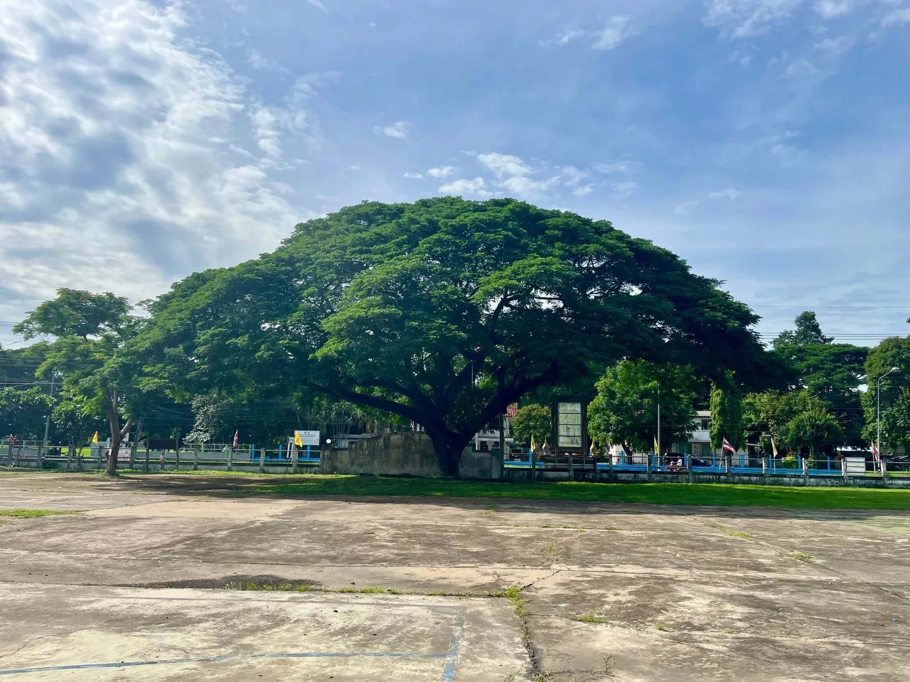 Under Their Shade, We Grow