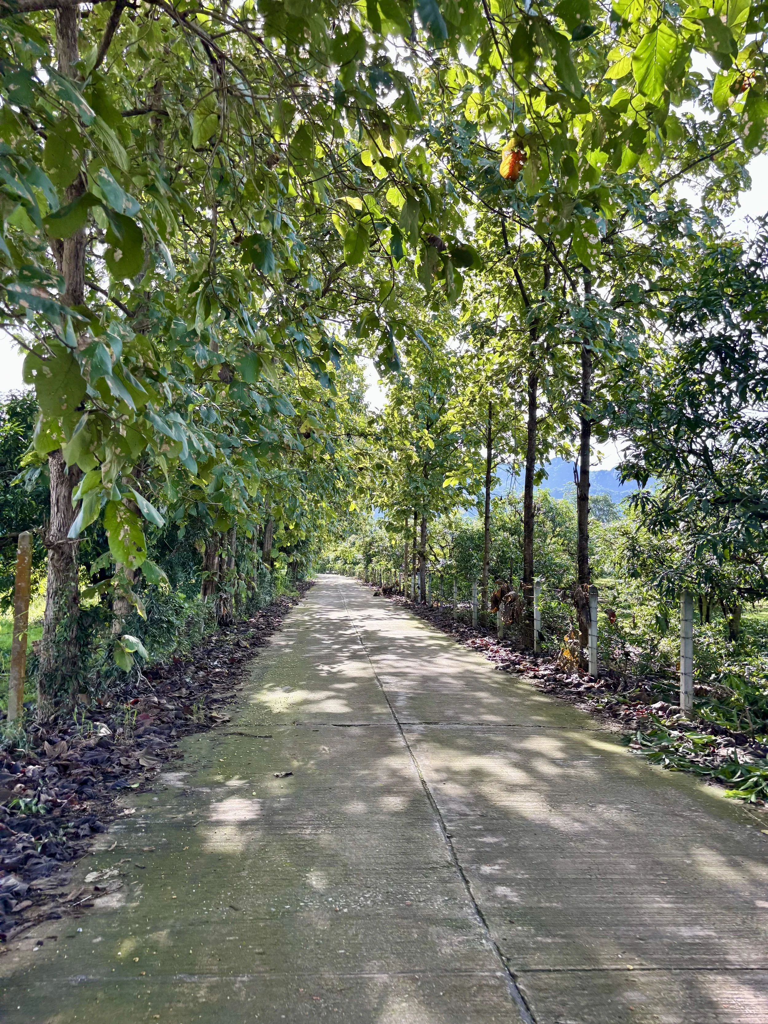 mango farm photo - Chloe Hudgins.jpeg