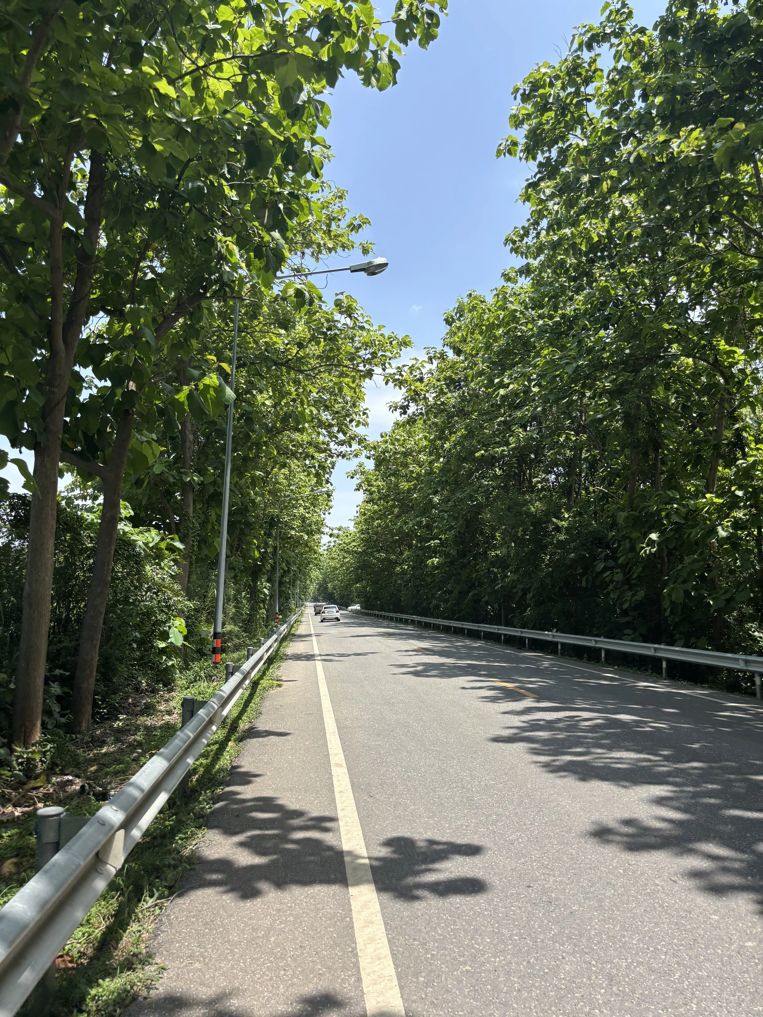 tree corridor - Chloe Hudgins.jpeg