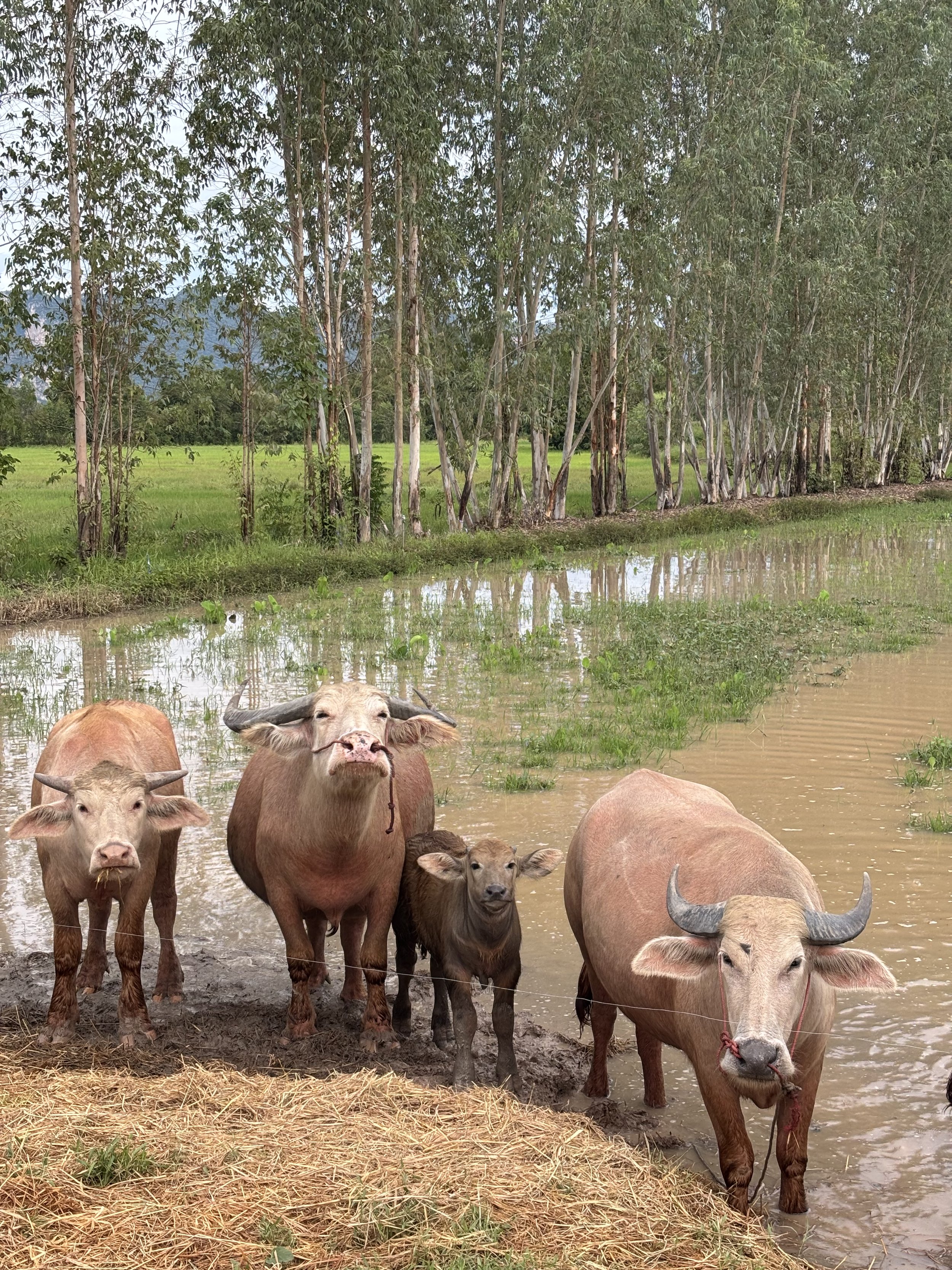 Buffalo in My Backyard