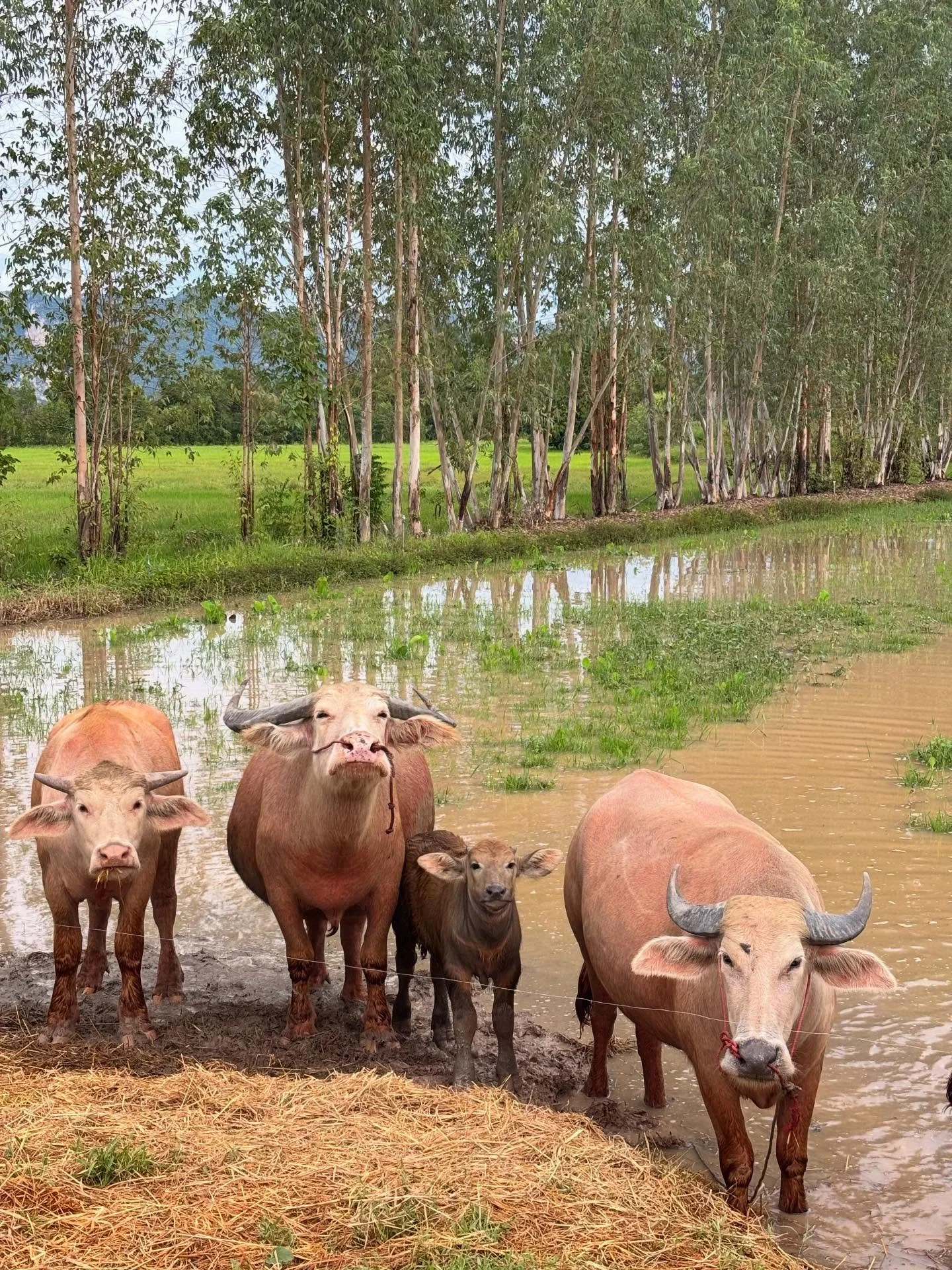In &ldquo;Buffalo in My Backyard&rdquo; new Sticky Rice writer, Chloe shares what it&rsquo;s like to live somewhere beautiful and find a new sense of appreciation for her home.