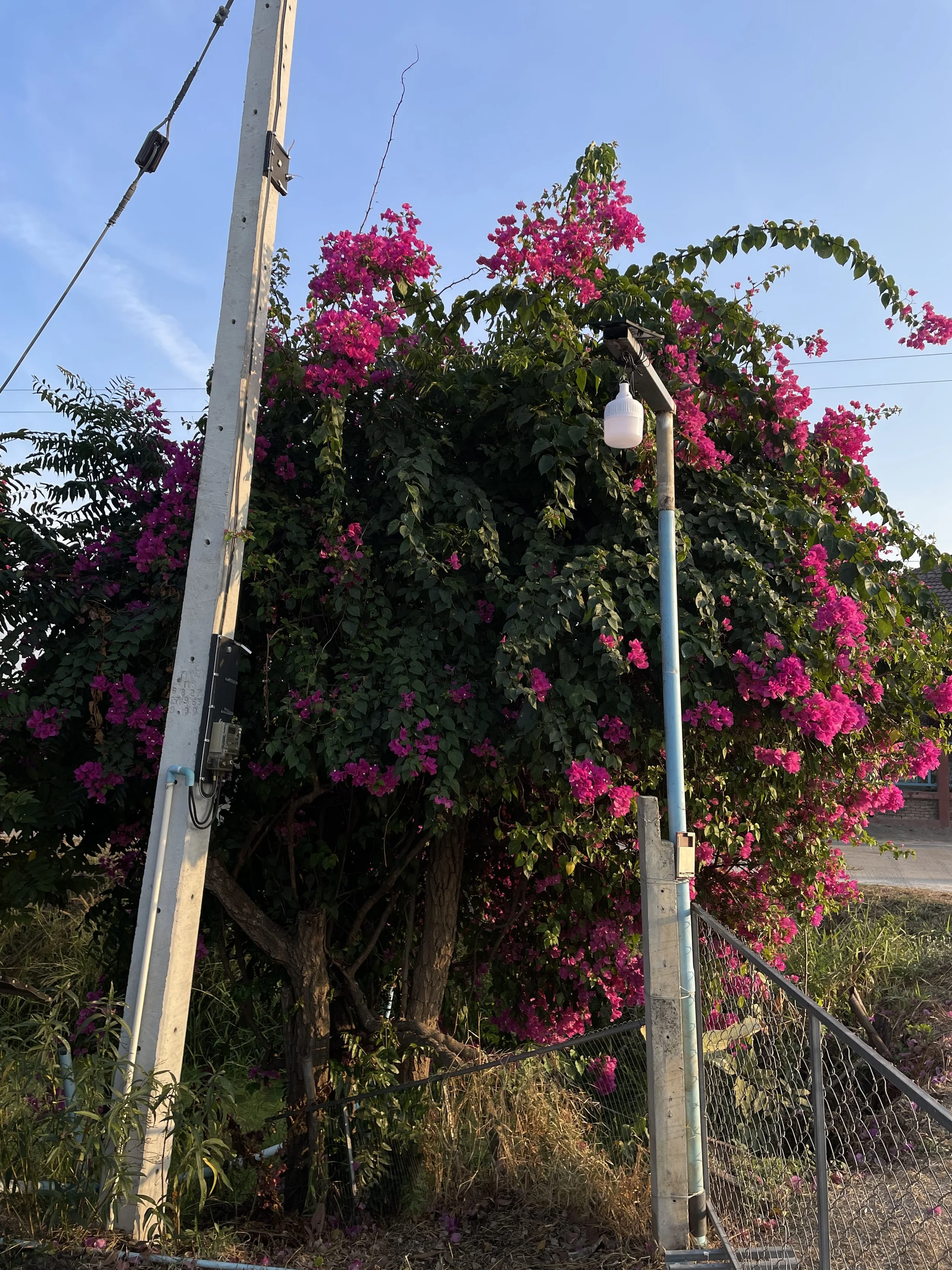 Pink Tree - Madison Keto.jpeg