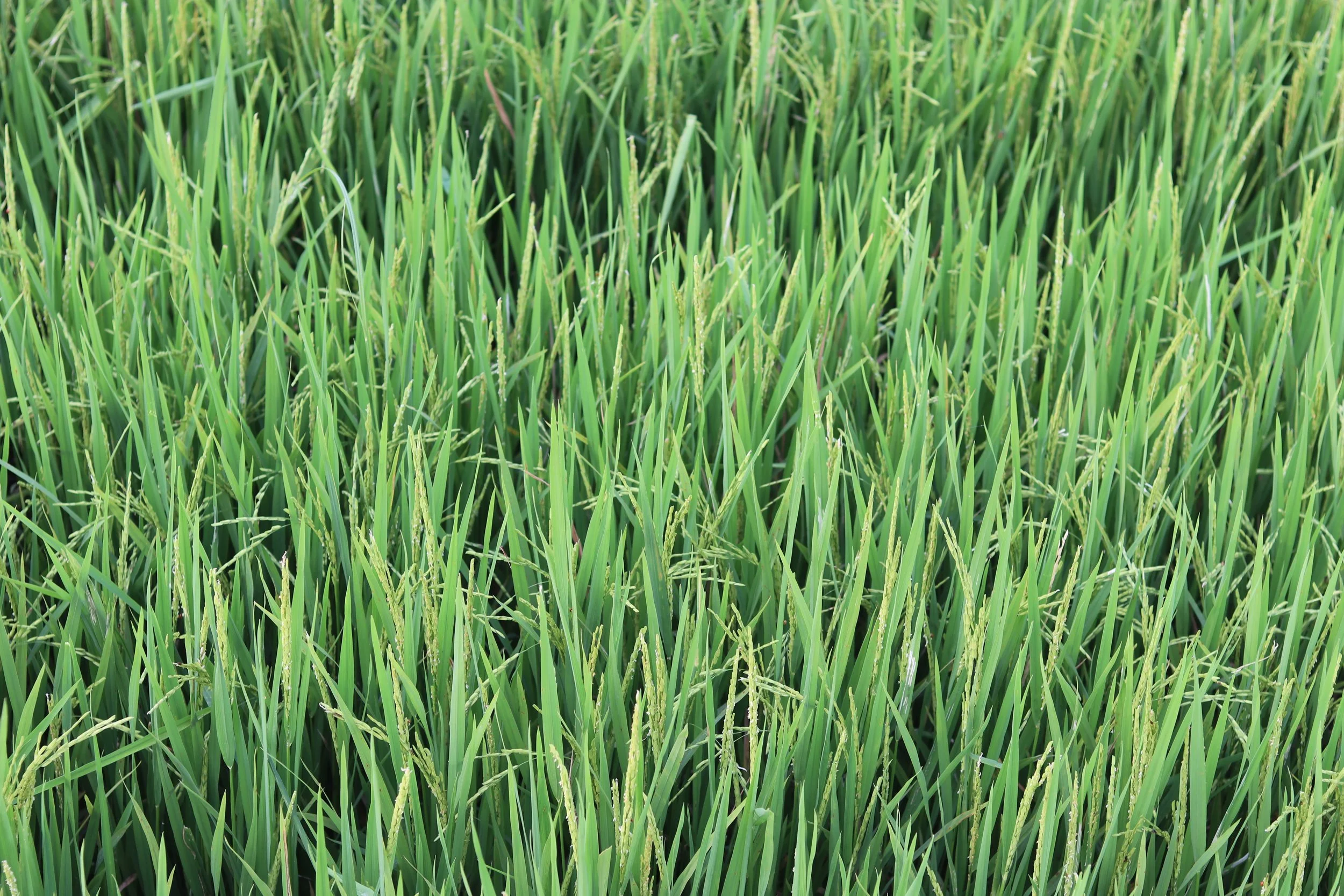 SSFF: Gratitude for Rice