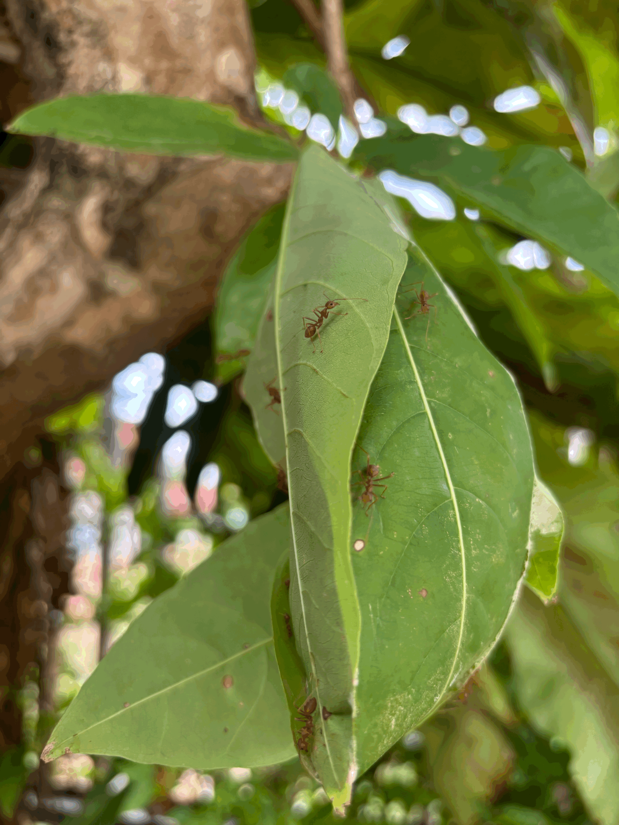 The Ants Go Marching