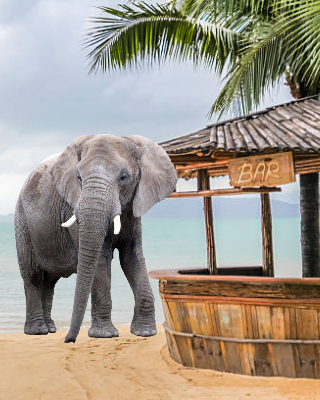 TOURIST WANTED A BEER, LEFT WITH THE ELEPHANT IN THE ROOM