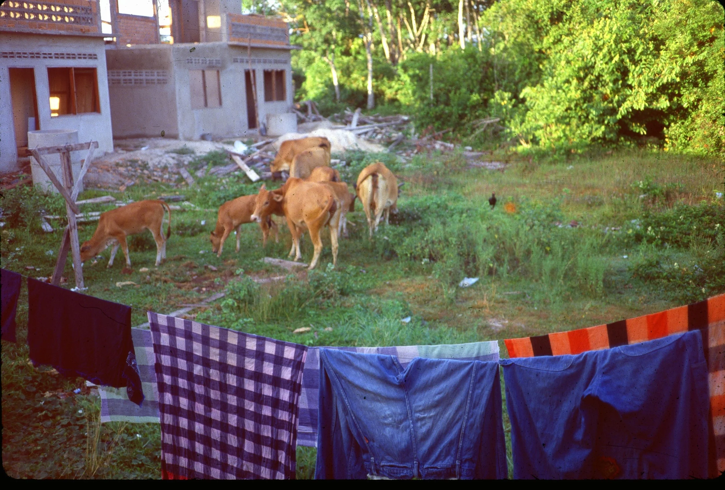 Backyard in Yala (1979).