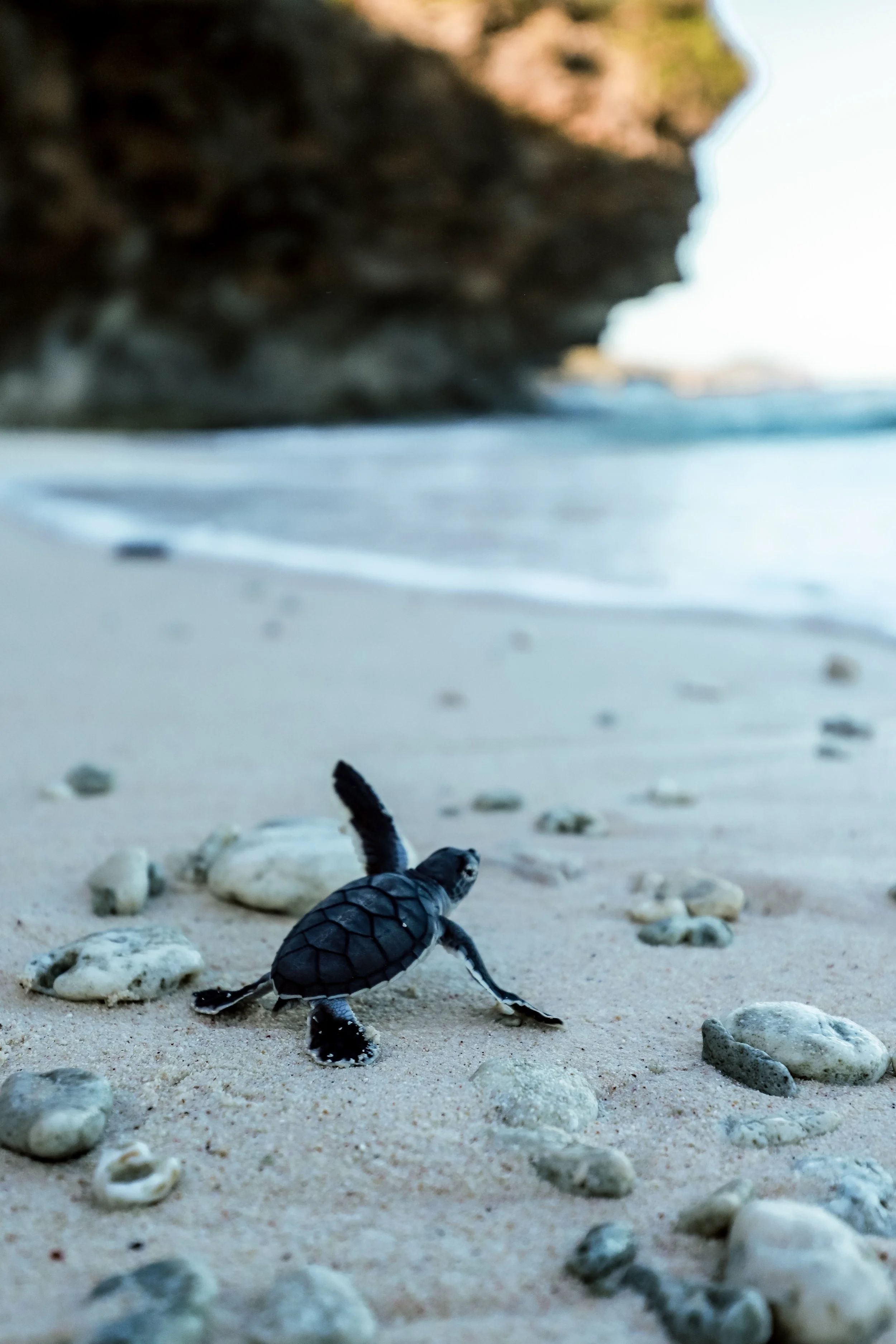 Turtle wave-2.JPG
