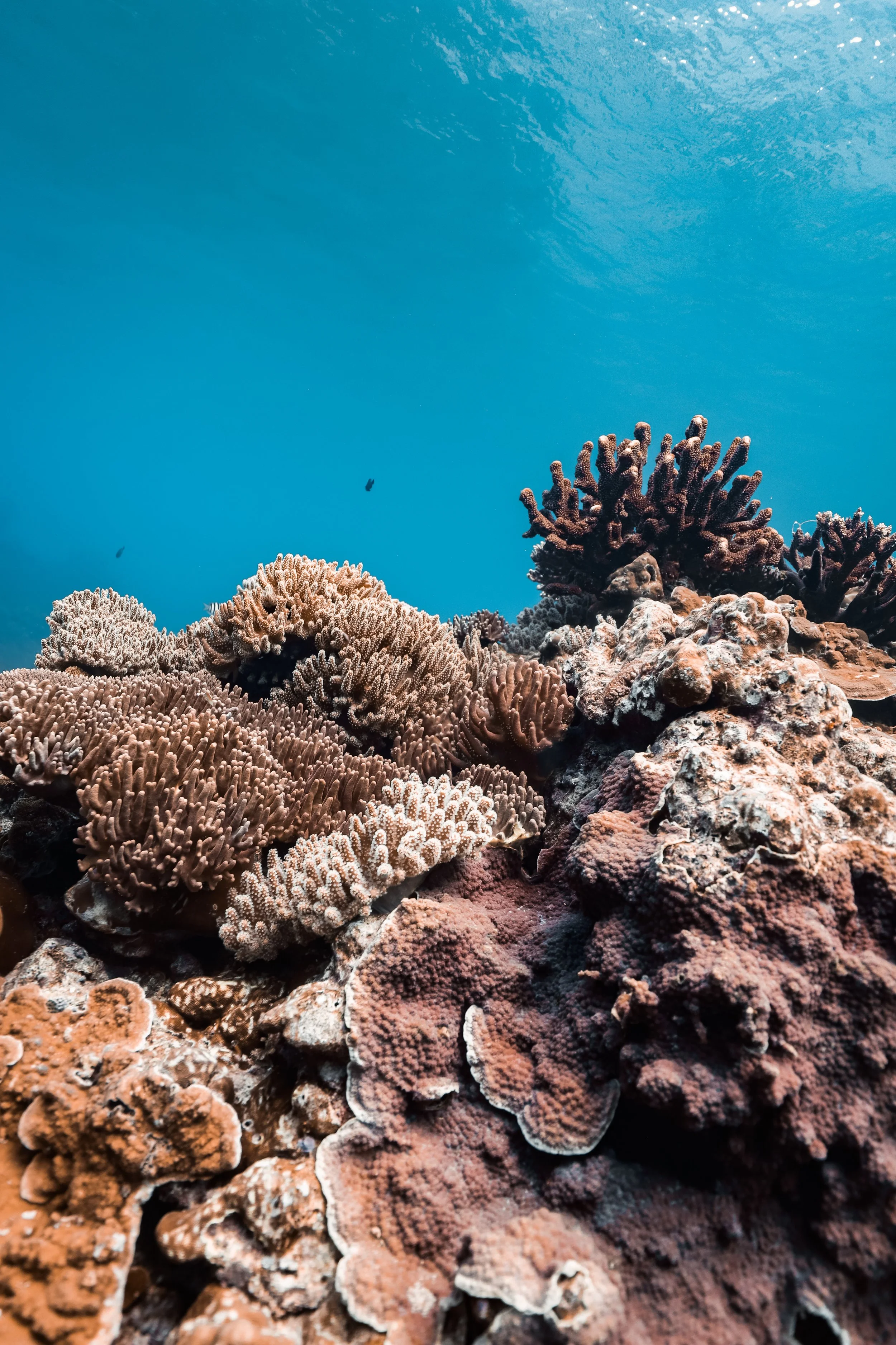 Cove Coral Garden.JPG