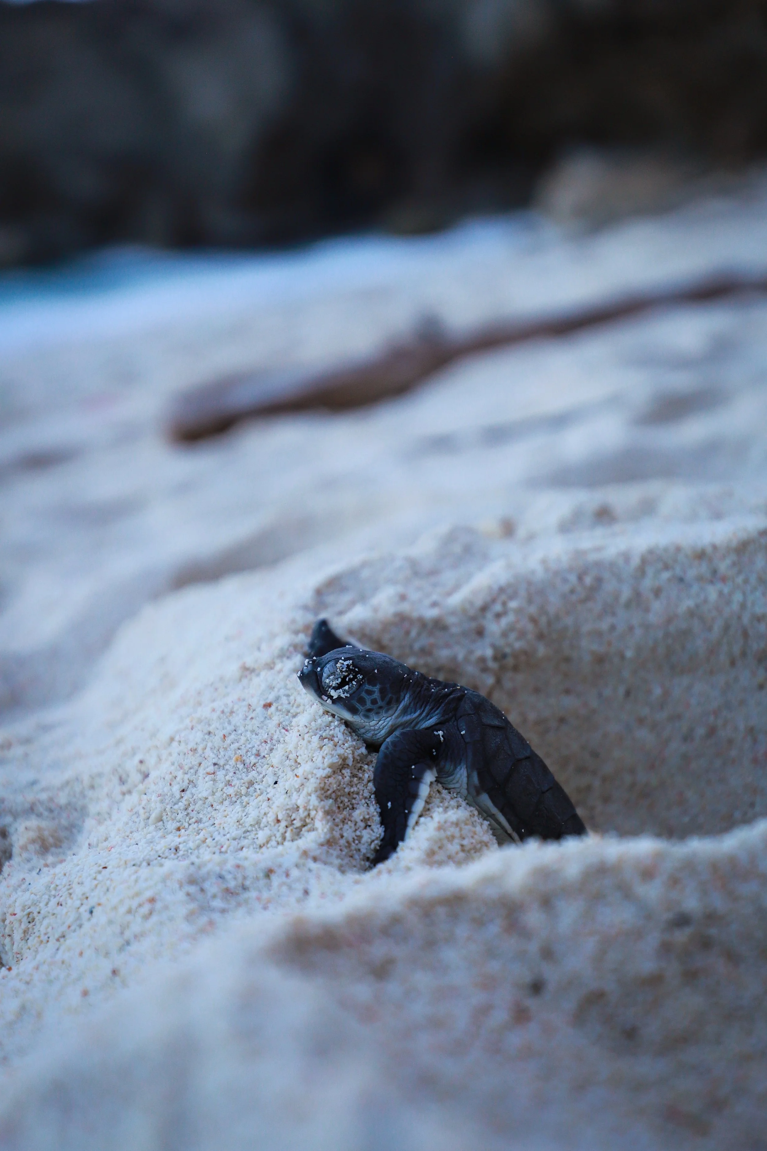 Turtle 4 2.JPG