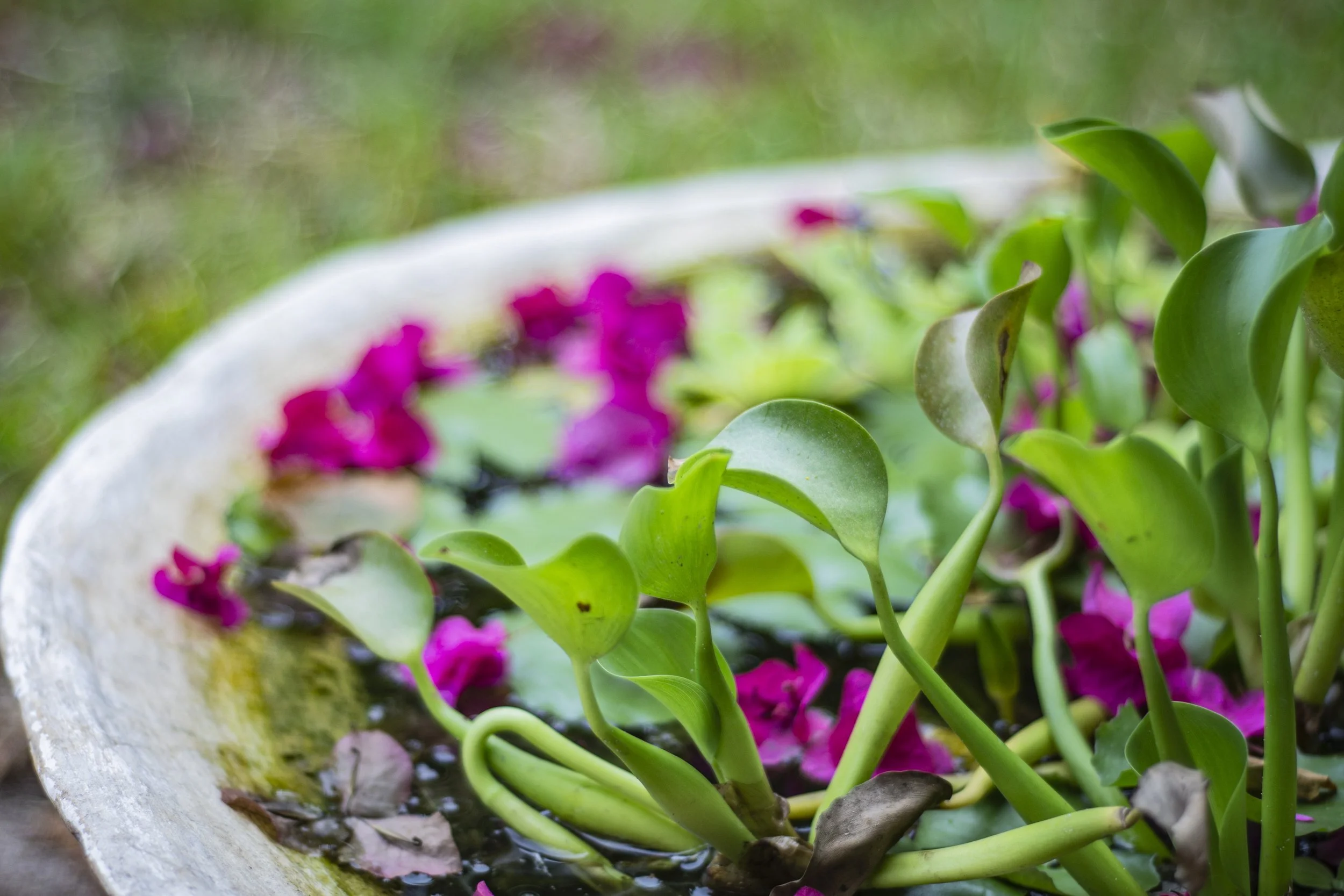 Natural environment surrounding House of Afya Diani Kenya