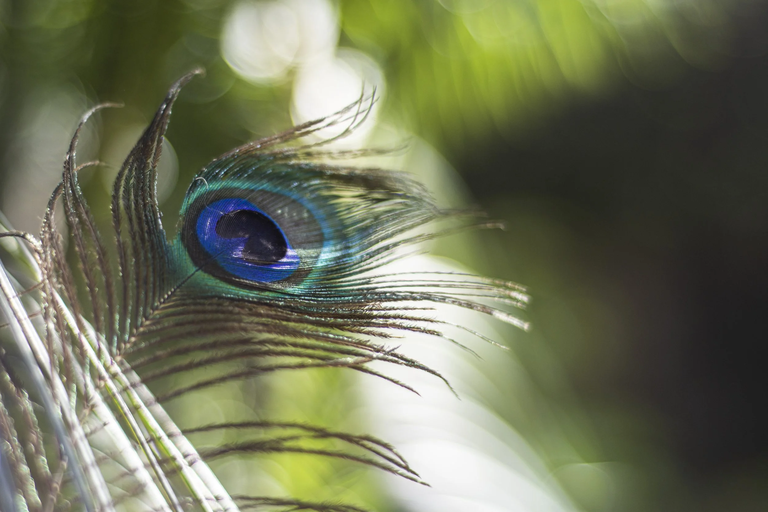 Decorative feather detail House of Afya