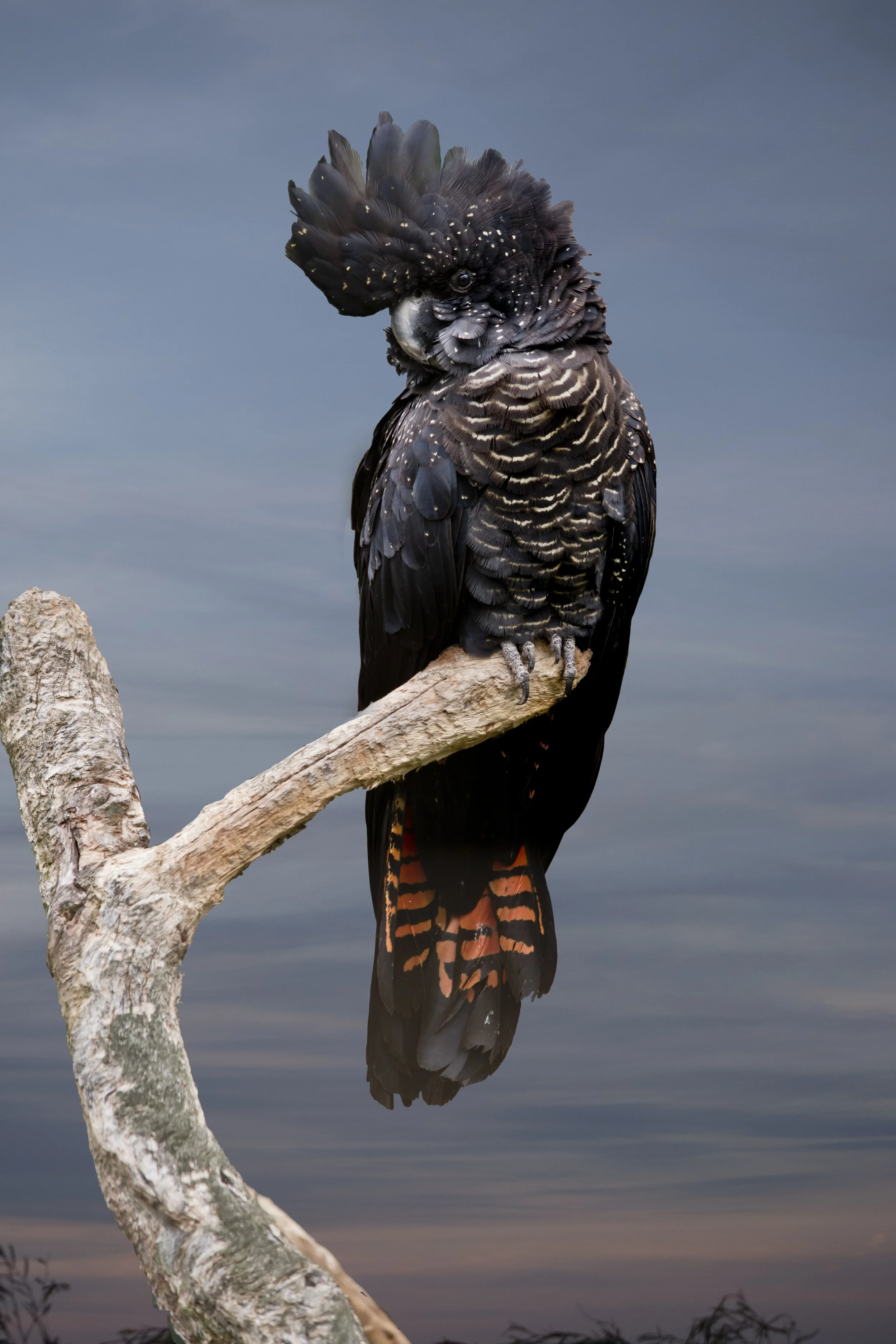 A Carnabys black cockatoo with a crest perched on a curved, weathered branch against a muted sky background.