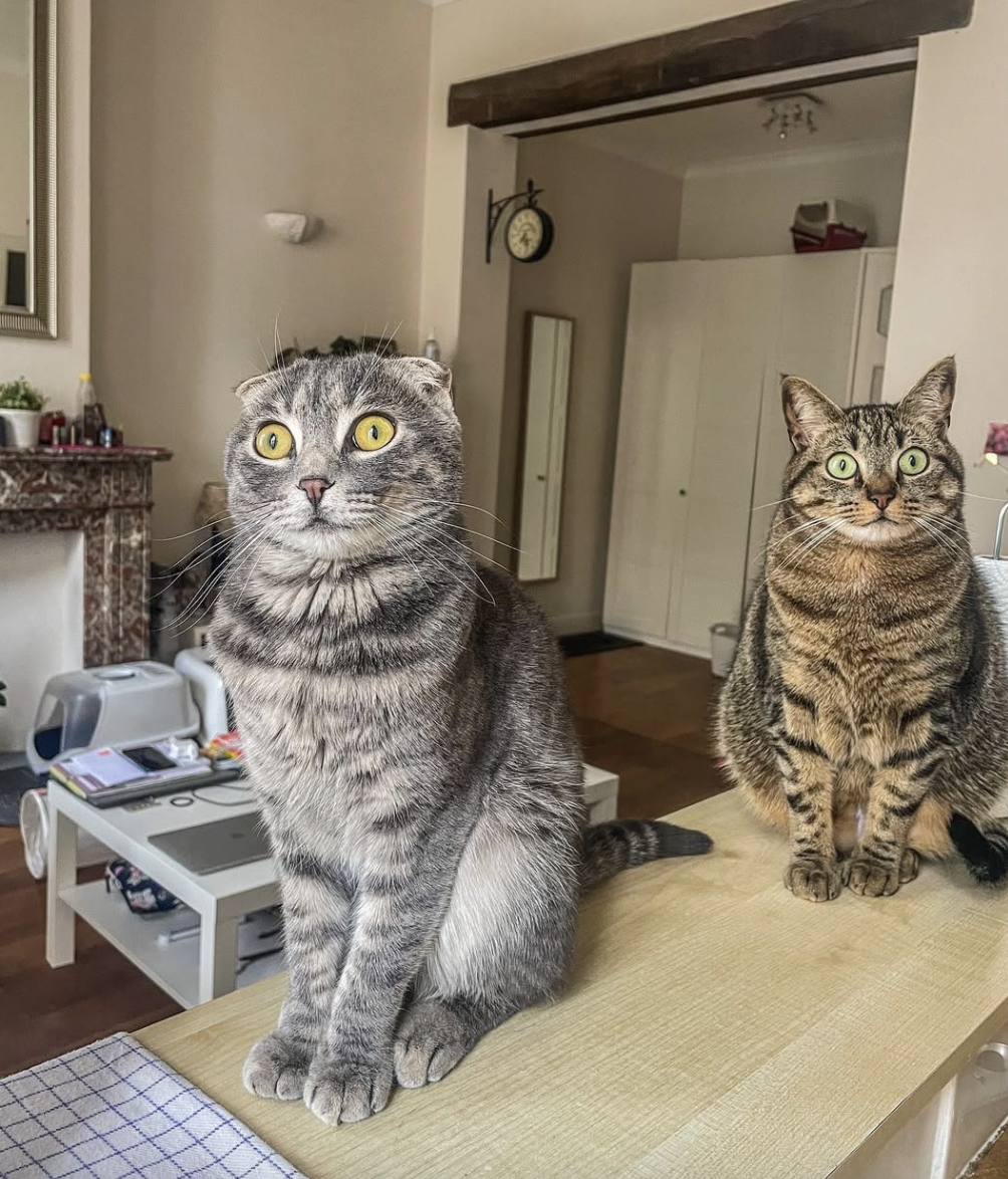 Two tabby cats sitting on a wooden table in a living room, with one cat in the foreground and the other in the background. The room has a cream-colored wall, a mirror, and a small table with various items.