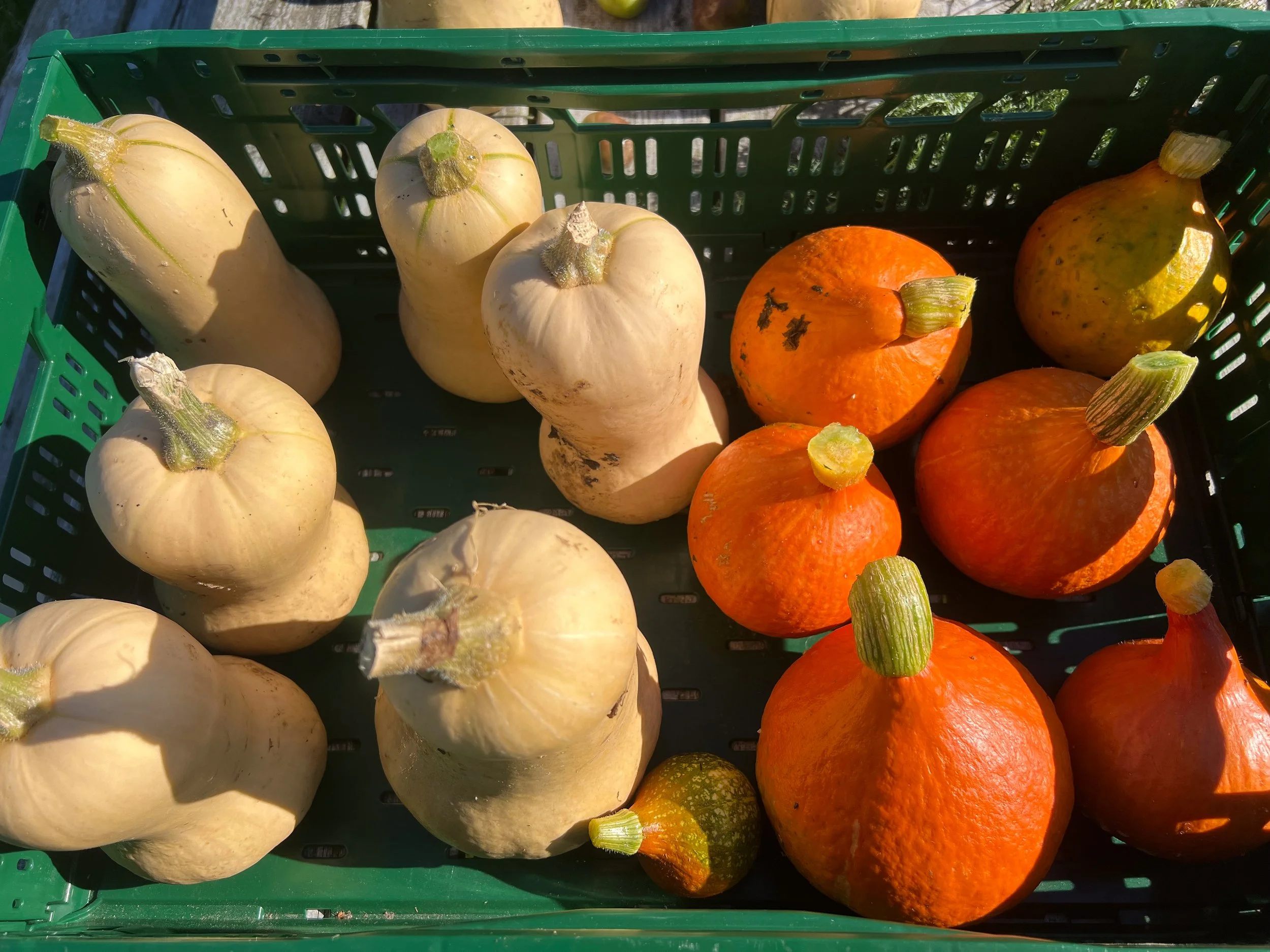 Oogstaandeel tiener ( vanaf 12 jaar)