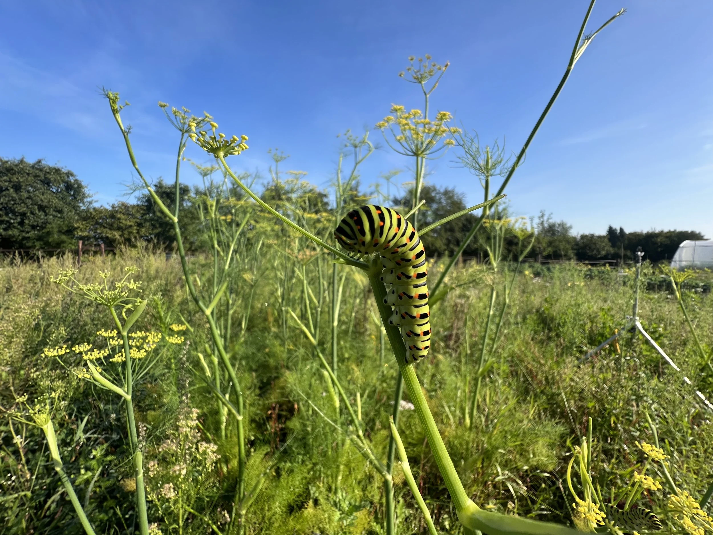 Oogstaandel kind onder 12 jaar