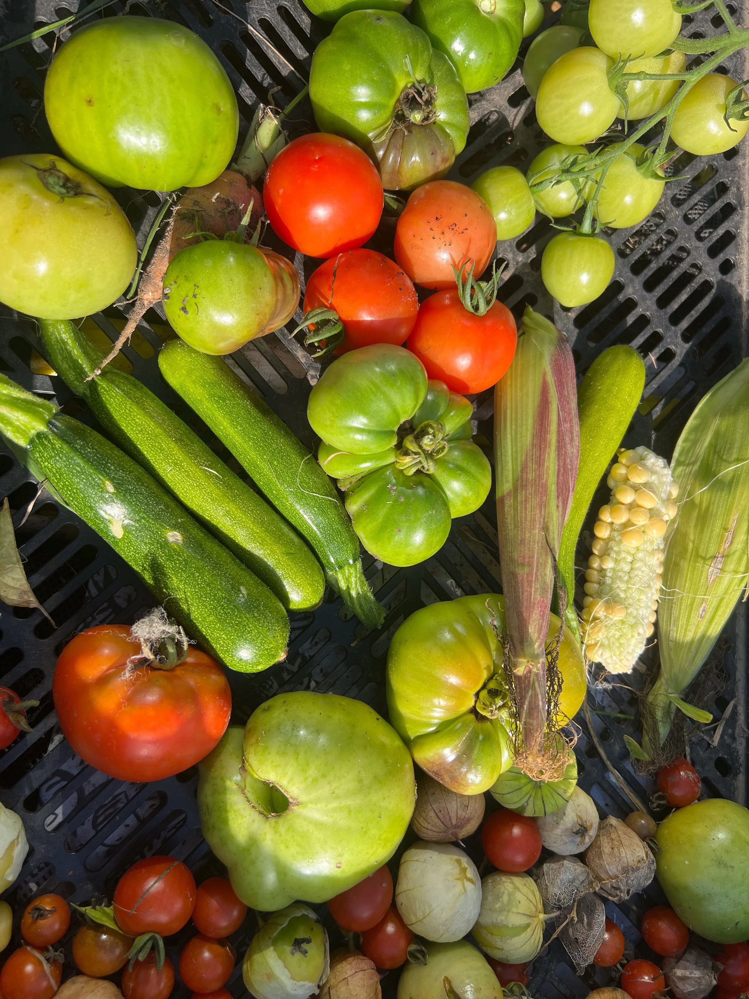 Een verscheidenheid aan groenten en tomaten op een zwarte mand, inclusief courgettes, maiskolven, tomaten in verschillende kleuren en maten, en een paprika.