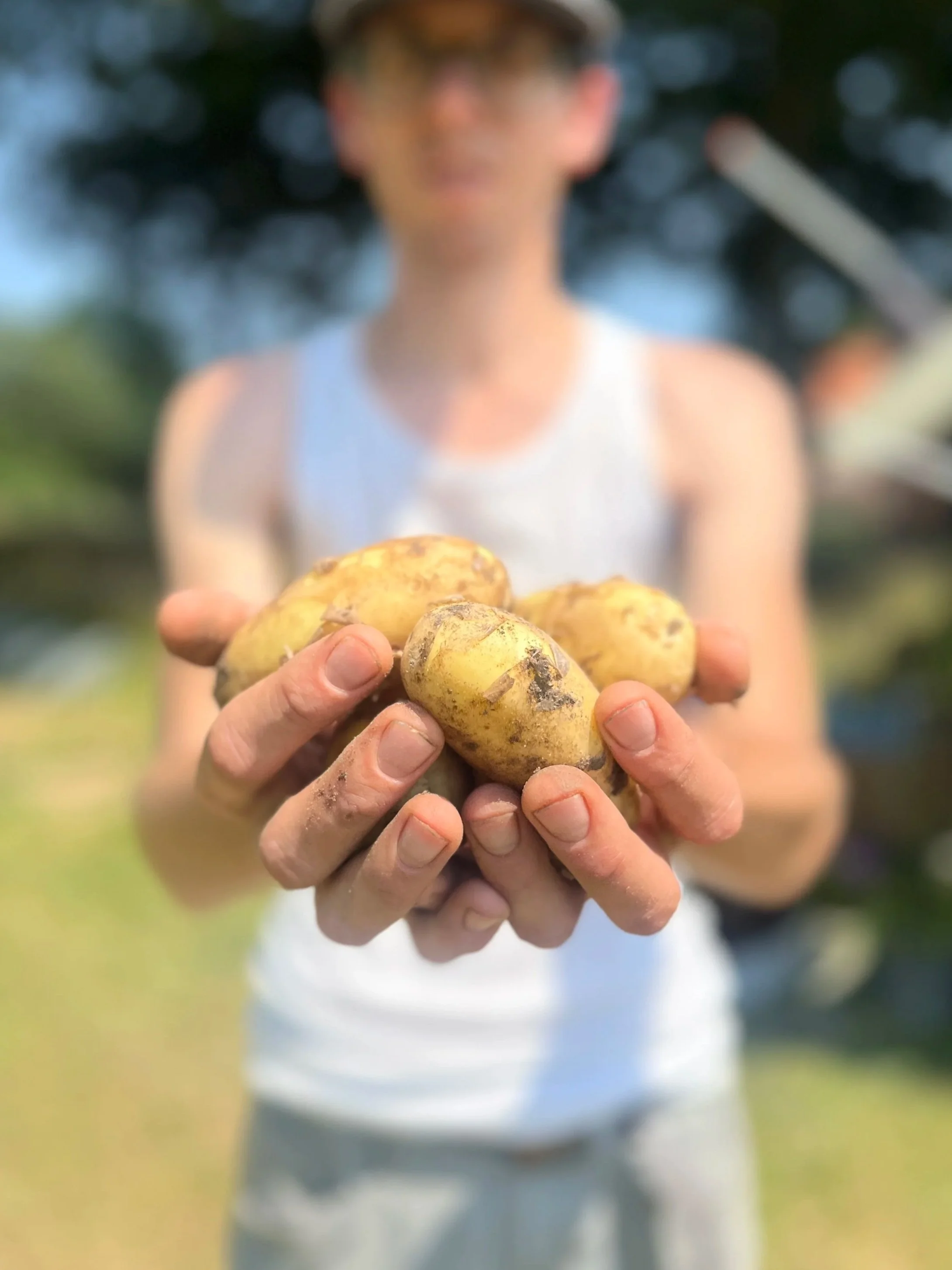 Nieuwe oogst aardappels in de hand die zojuist zijn gerooid, met het zand er nog aan. Op de achtergrond de boer