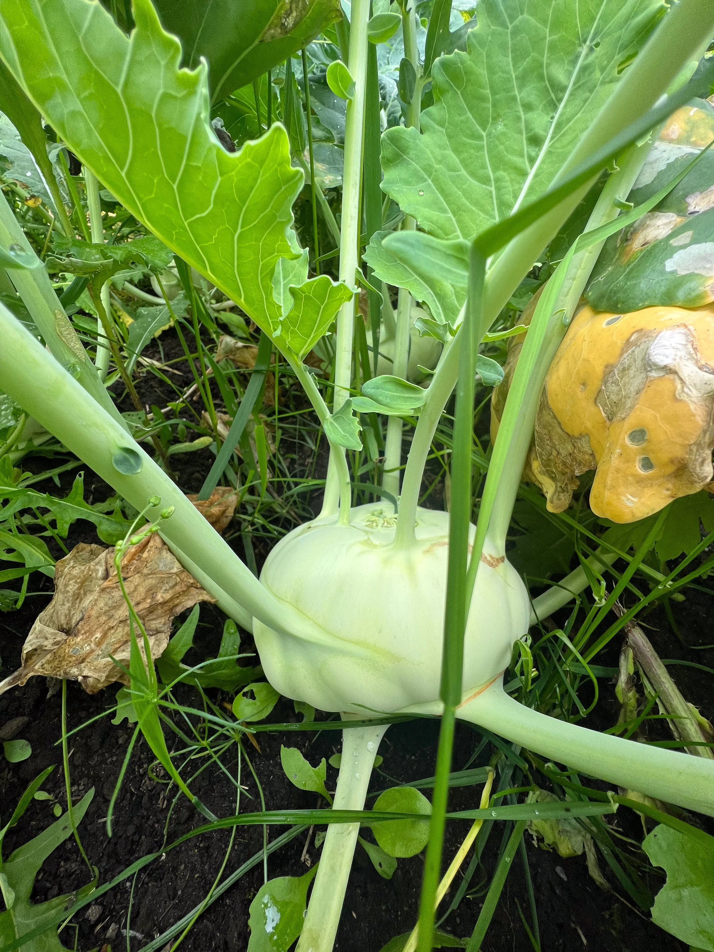 Een afgeplatte, ronde, witte pompoen op de bodem van een moestuin, omringd door groene bladeren en stengels.