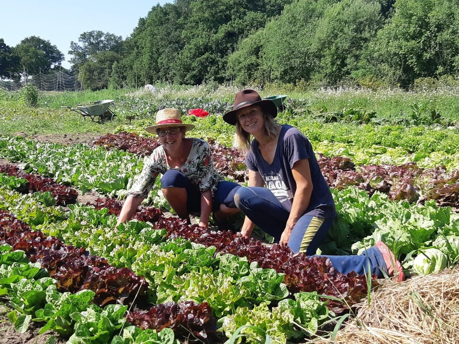 Twee vrouwen plukken sla in een moestuin op een zonnige dag, omringd door groene bomen en gewassen.
