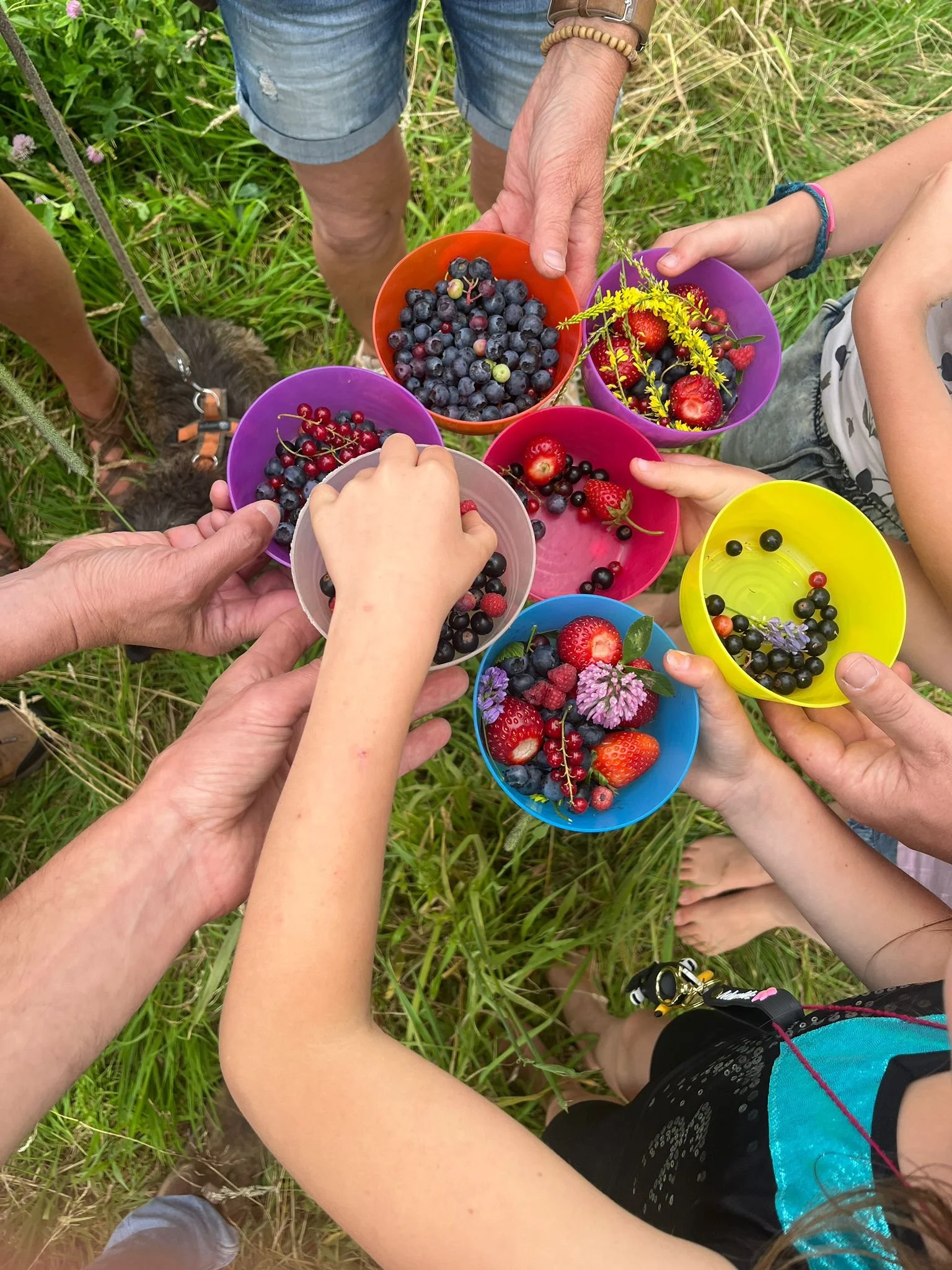 Verschillende mensen houden kleurrijke bakjes met bessen, zoals aardbeien, blauwe bessen en rode bessen, in een grasveld.