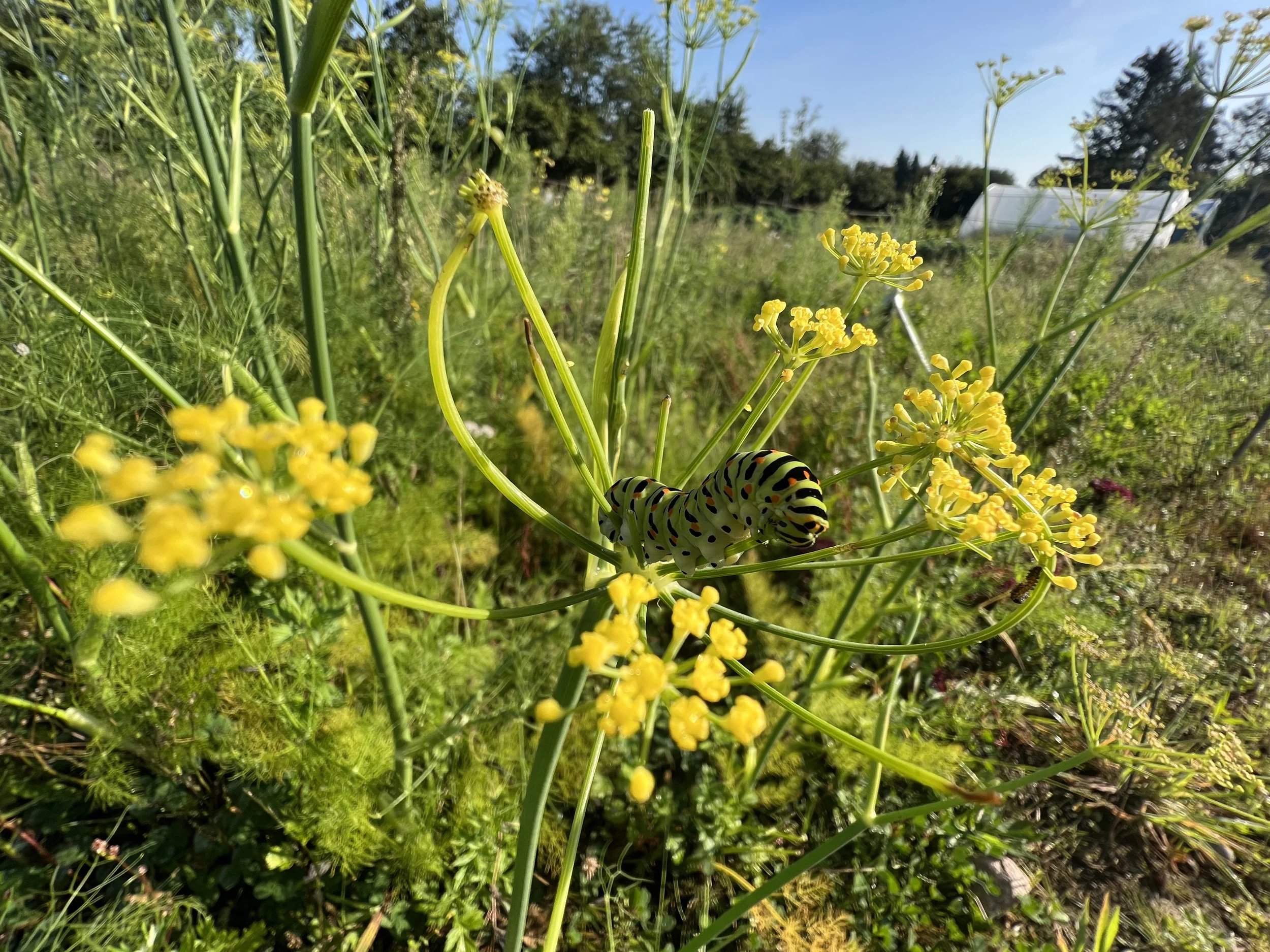 Een rupsen op een gele plant in een tuin of veld met groene vegetatie en een blauwe lucht op de achtergrond.