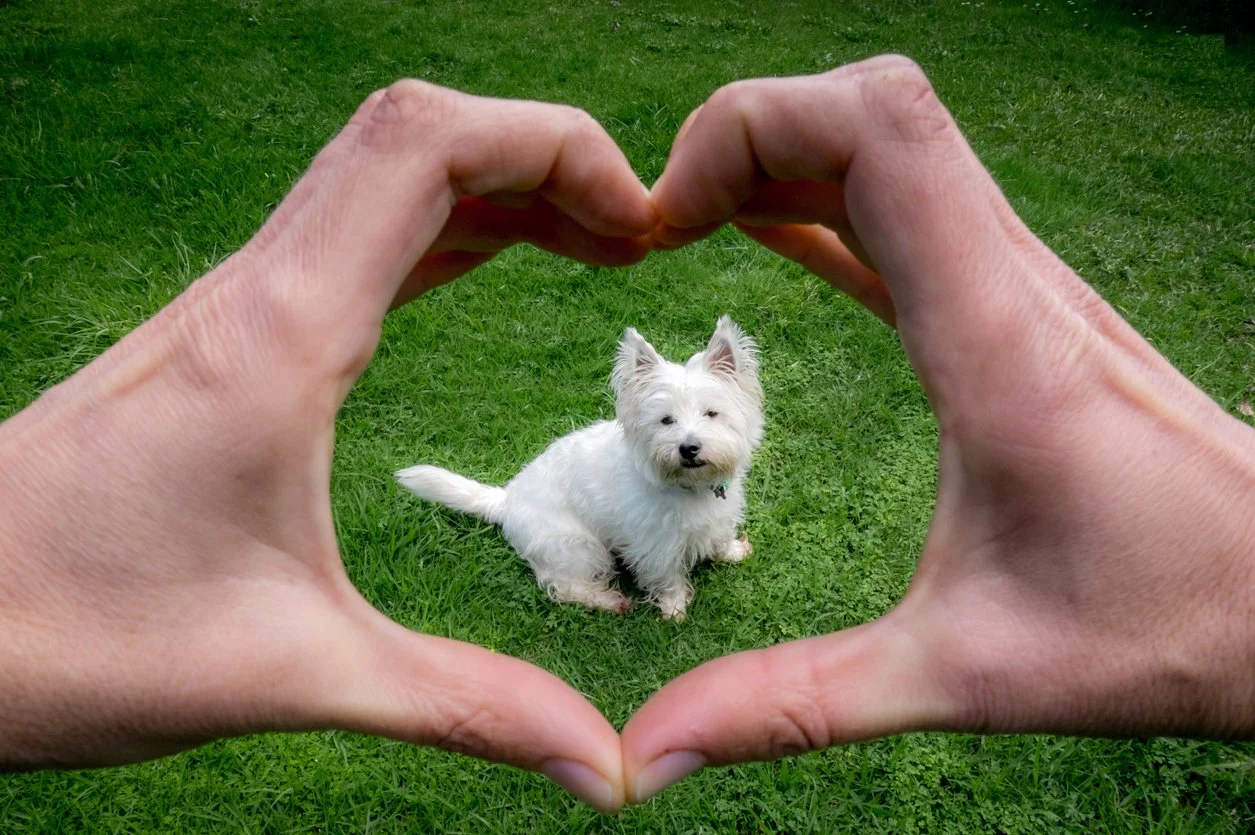 A person forming a heart shape with hands around a small white dog sitting on green grass.