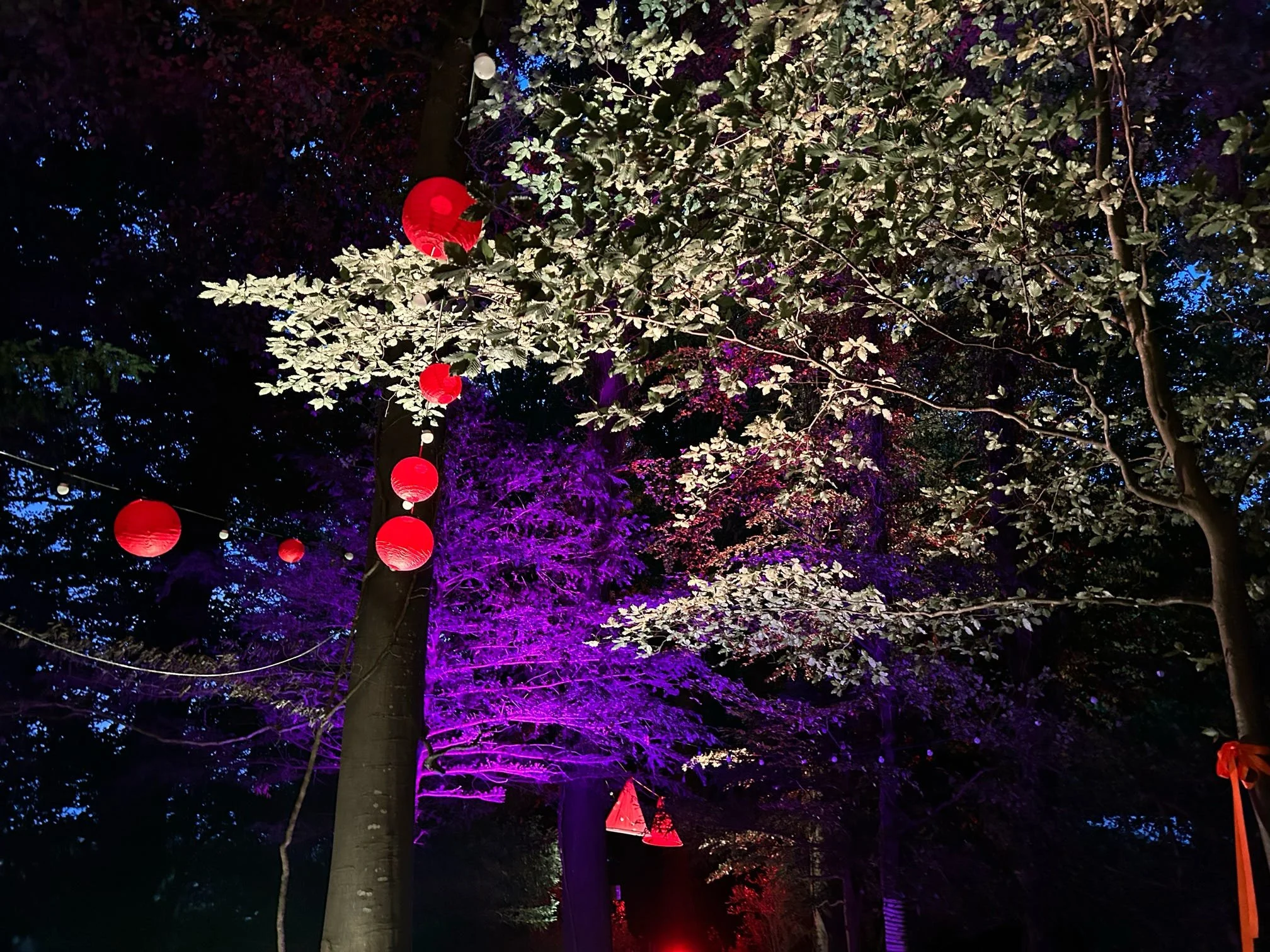 Nighttime scene of trees with illuminated leaves and decorative lights, including red paper lanterns and string lights, creating a festive atmosphere.