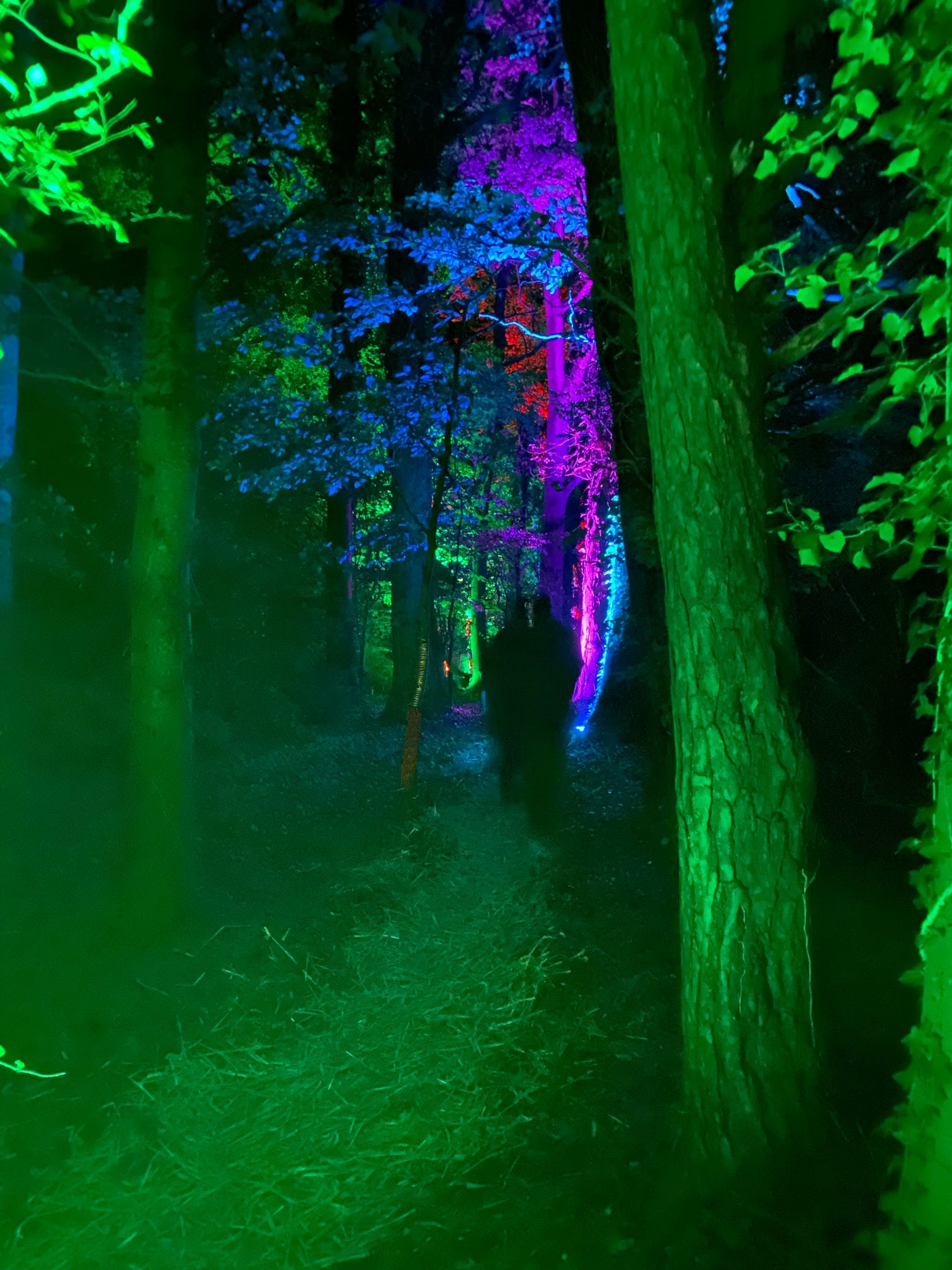 Nighttime scene of a forest illuminated with colorful lights highlighting tree trunks and foliage in green, purple, blue, and red hues.