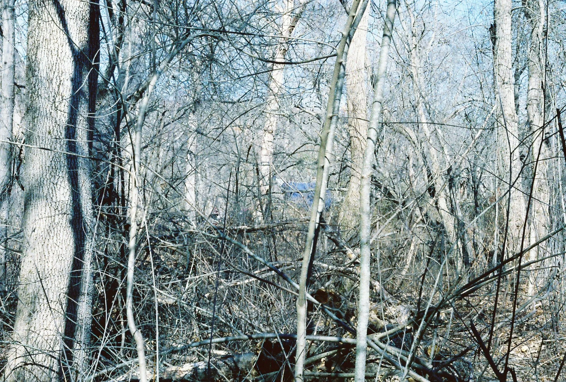 c113970_c113970-R1-E001.jpg