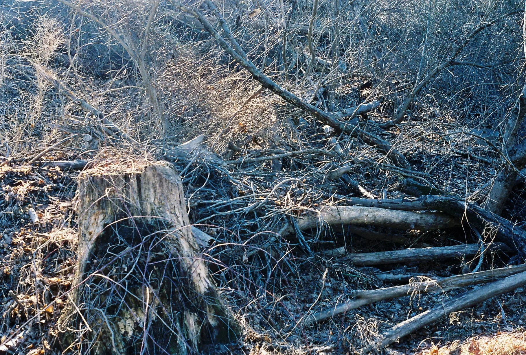 c113970_c113970-R1-E017.jpg