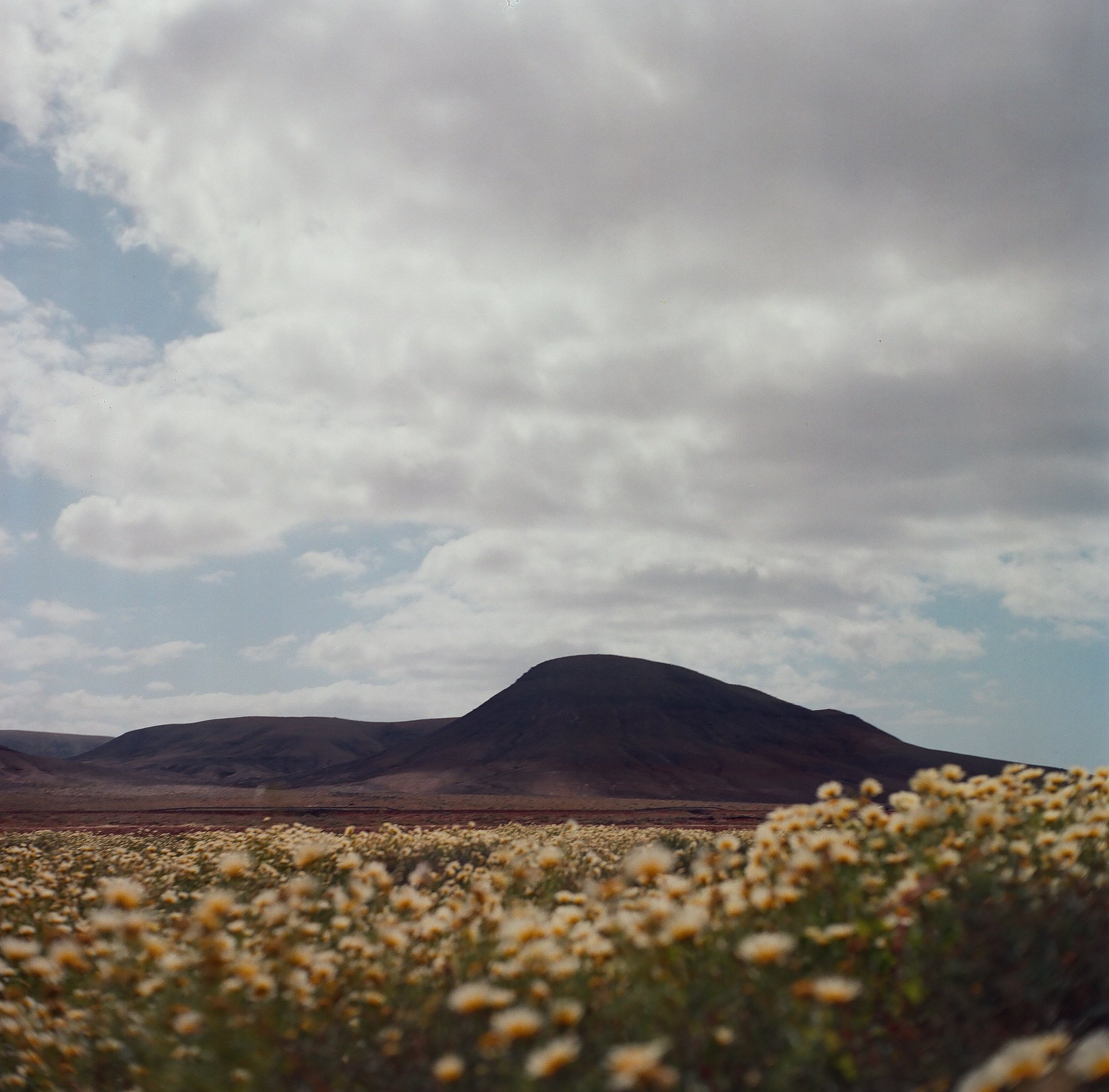 A vast field of yellow and white flowers with mountains in the background under a cloudy sky.