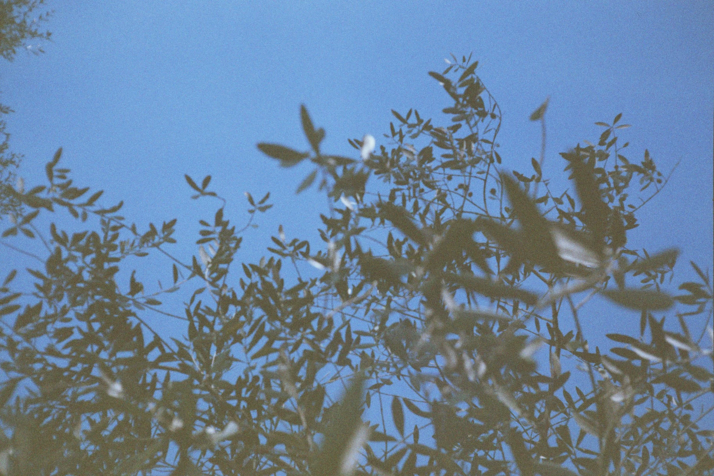 Looking up at a tree with sparse leaves against a clear blue sky.