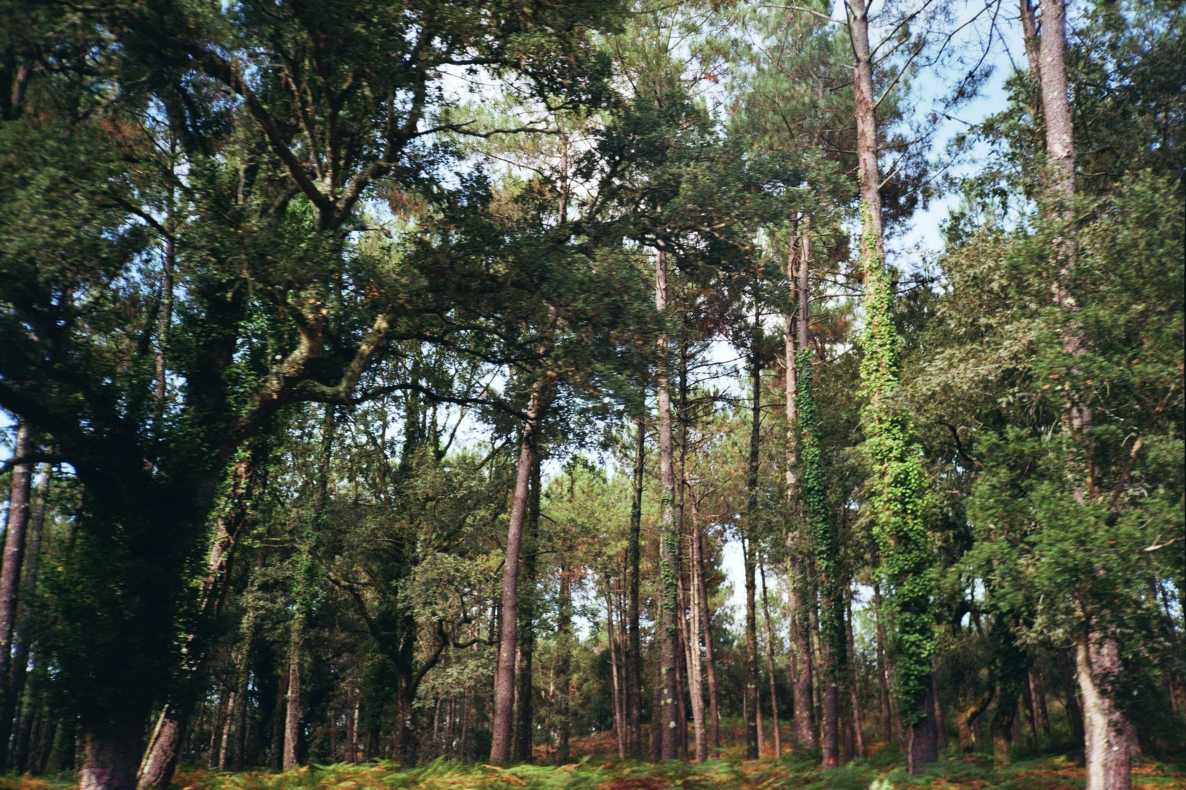 A forest with tall trees, mostly pine, under a bright blue sky.